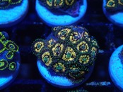 【一ヶ月熟成】Zoanthus FromMakassar 2