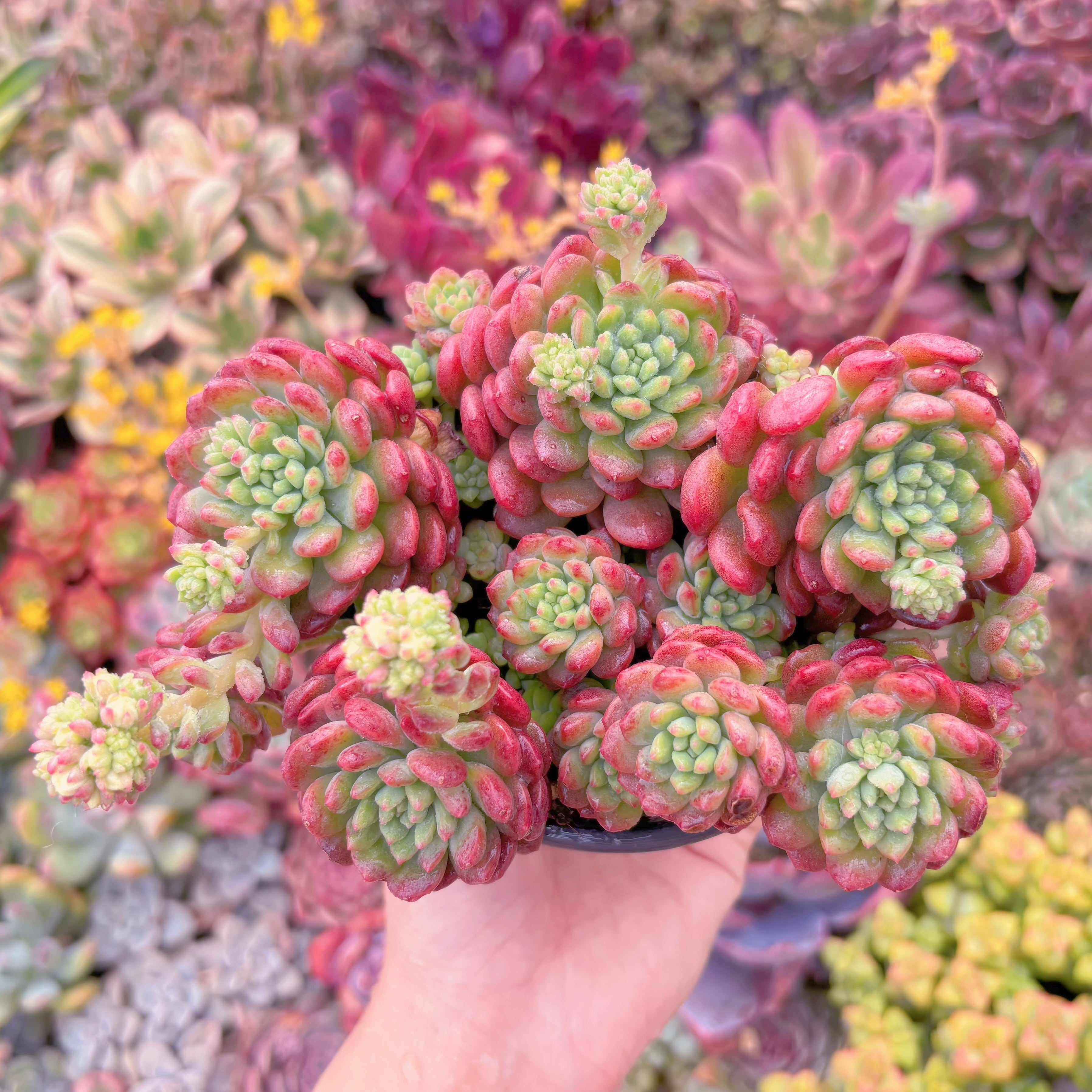 現品　可愛多#A034　新入荷　るる農園