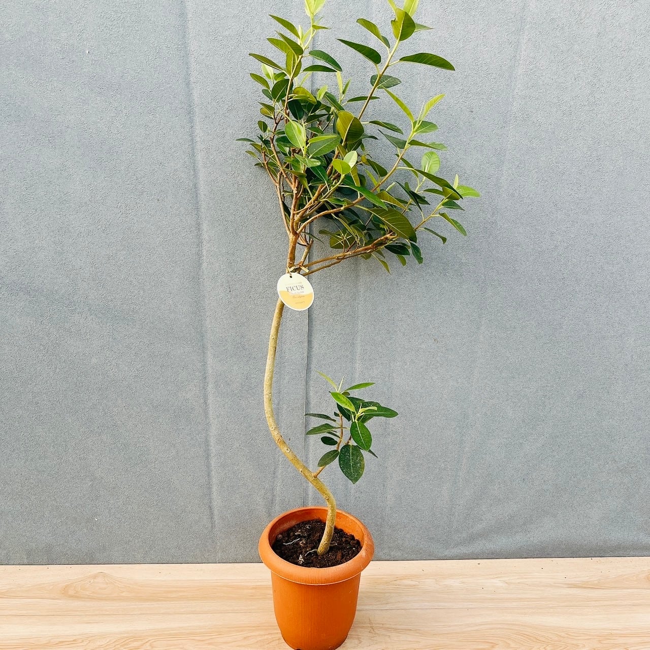 Oxalis triangularis variegated｜オキザリス トライアングラリス