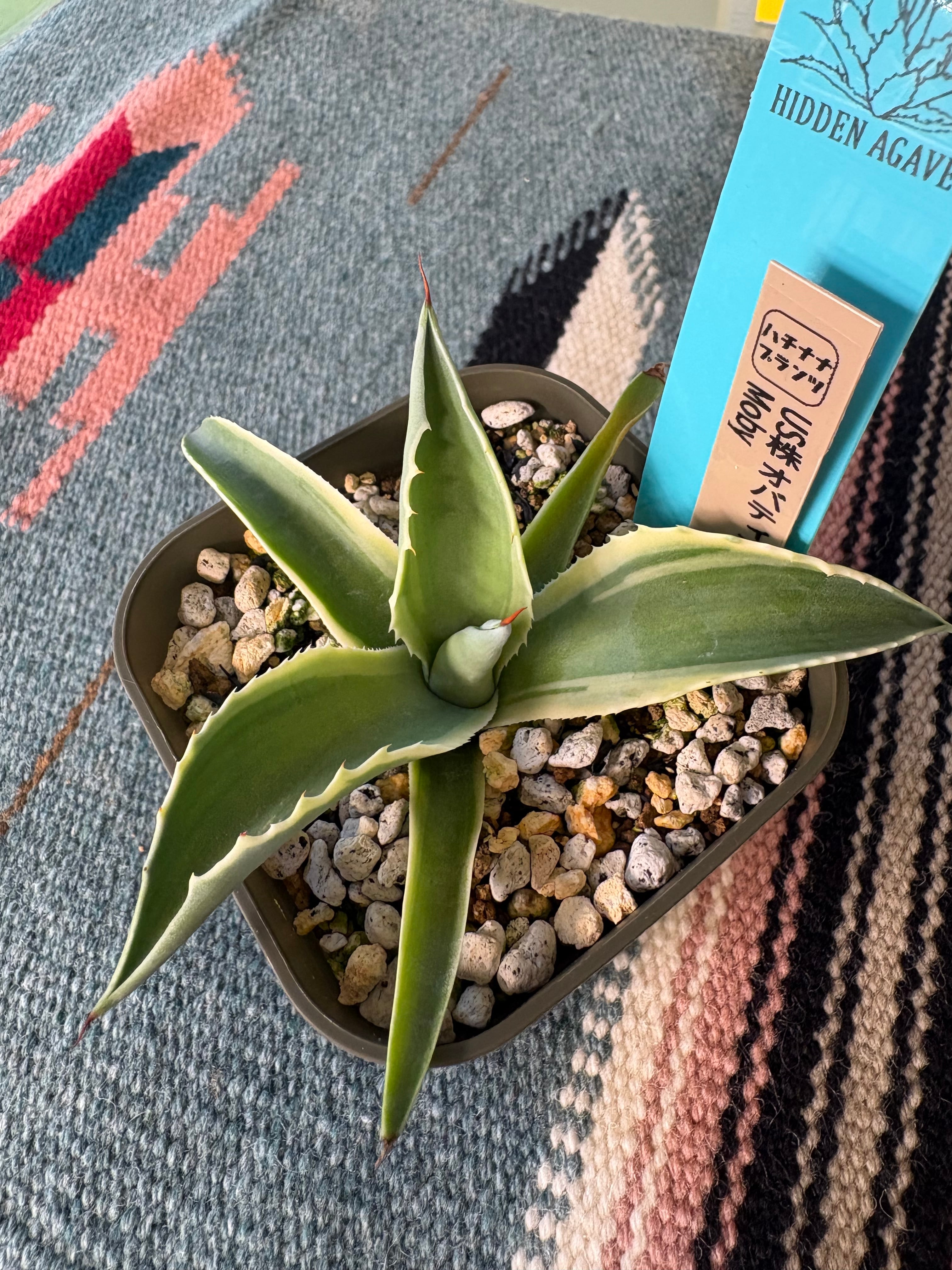 エボリスピナ×チタノタBB US株 hyb 送料無料 | 87PLANTS