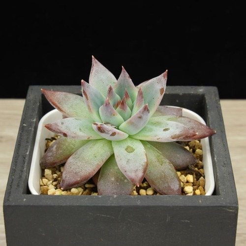 コロラータ　アテマハック（実生）02