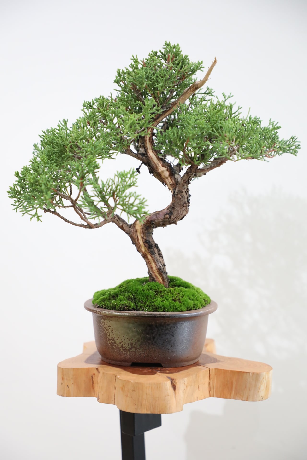 S】糸魚川真柏 盆栽 ※推定樹齢25年/Juniper Shimpaku | 【厳選植物・器