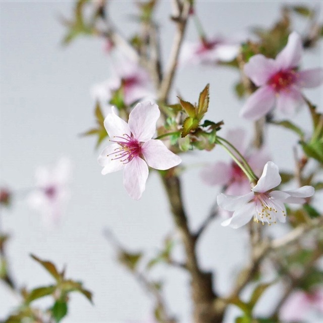 富山県産生蜂蜜 抗生物質不使用 非加熱 80g 春の蜂蜜