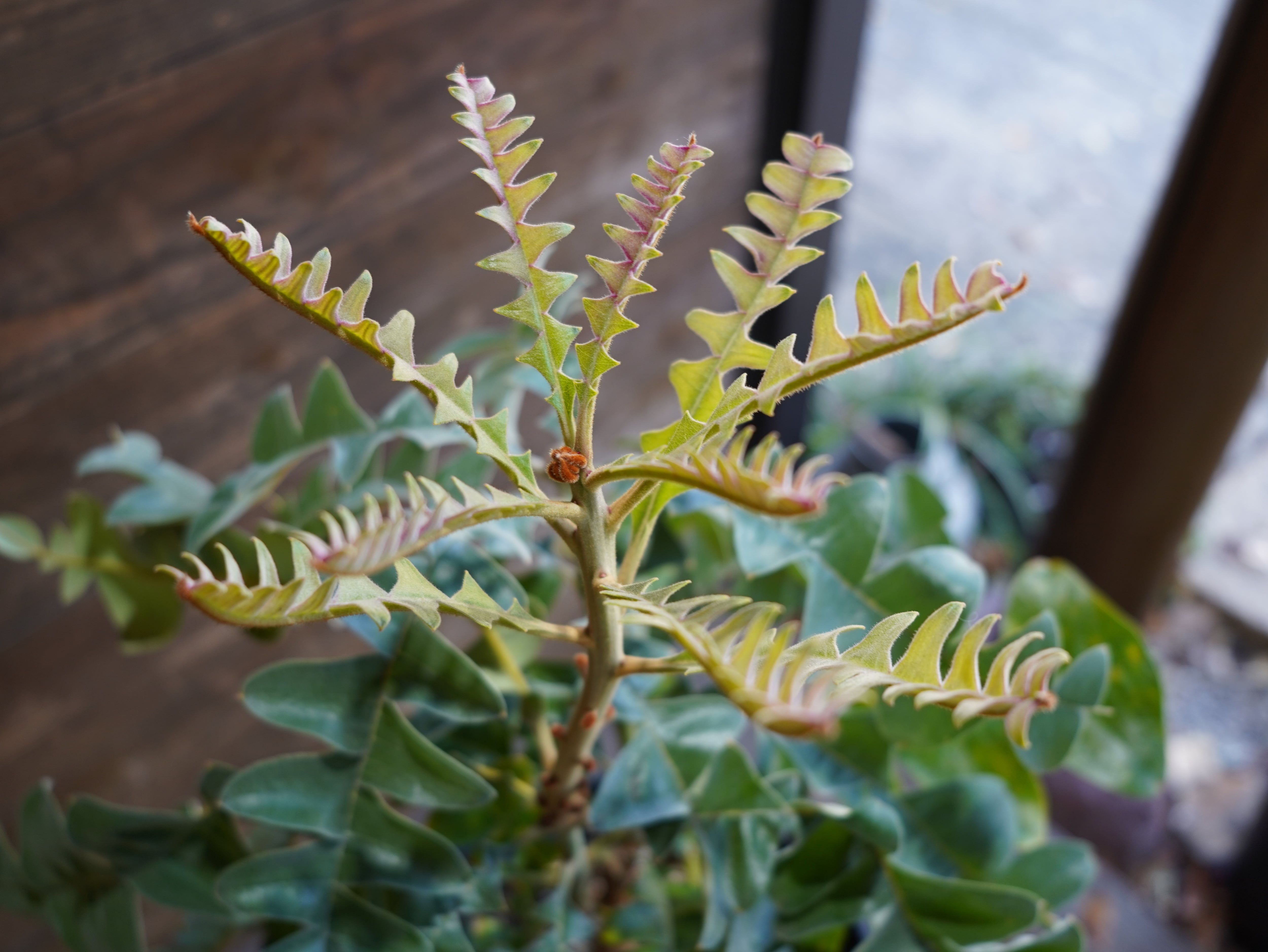 【現物】バンクシア　”グランディス”