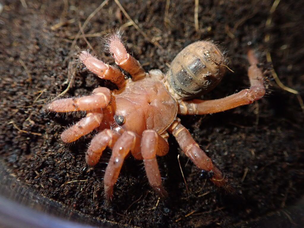 spider クモ | Bebe Rep. 奇蟲部門