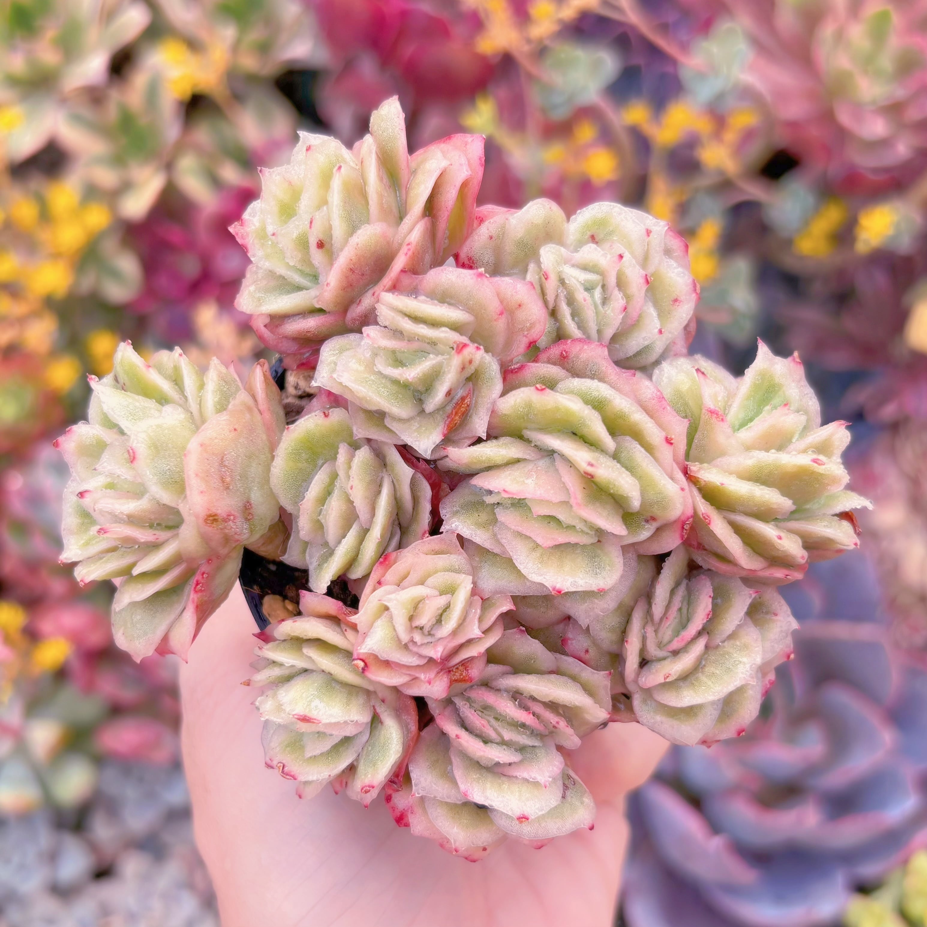 現品　アイスラブリーローズ錦#3015　新入荷　るる農園