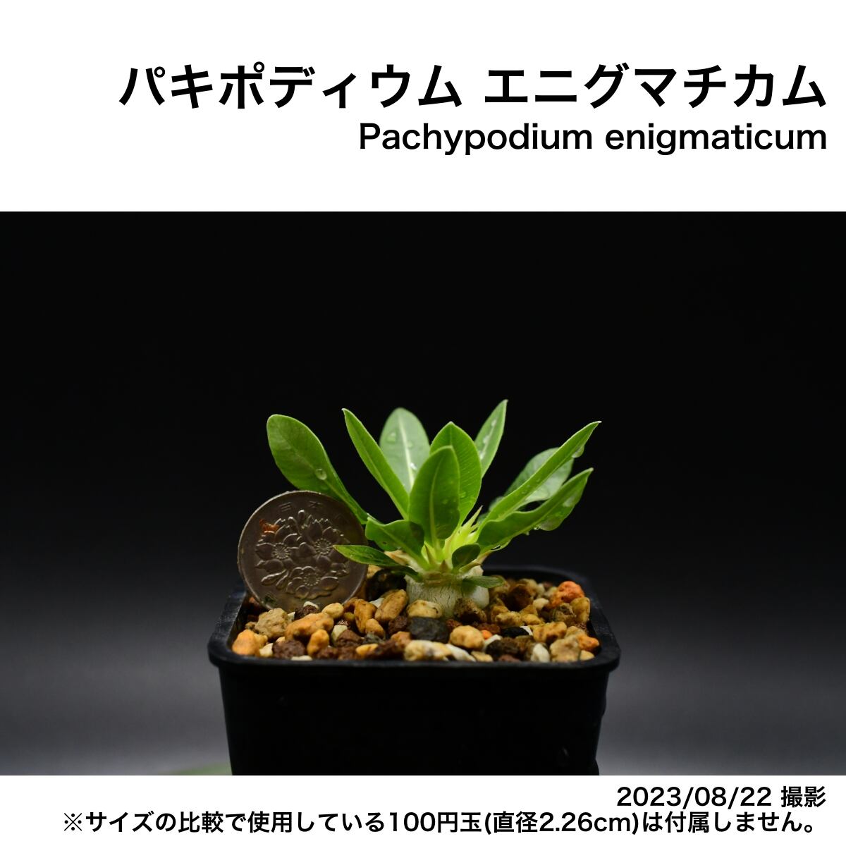2E4 実生 パキポディウム エニグマチカム コーデックス 塊根植物 | 日 ...