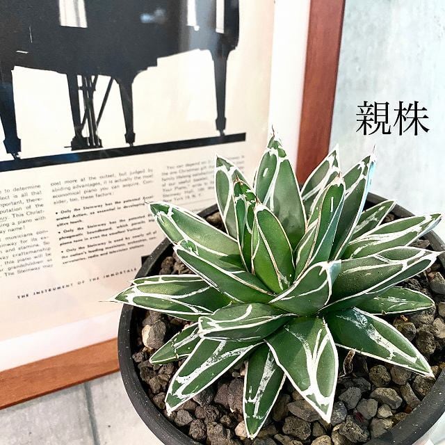 agave Victoria reginae / アガベ ヴィクトリアレジーナ 姫笹の雪 ...