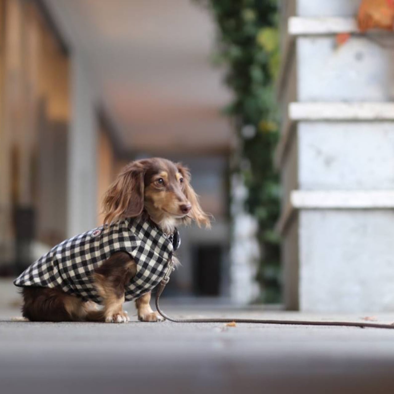 アウター | カニンヘンダックスとミニチュアダックス専門のお洋服web