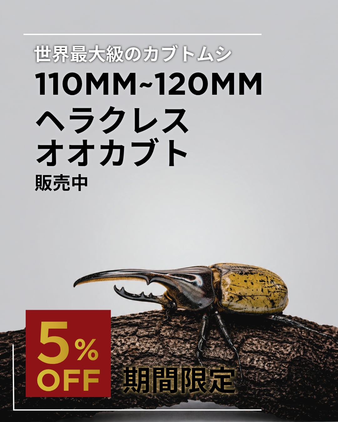 死着保証◯】110mm~120mm ヘラクレスオオカブト 成虫 オス