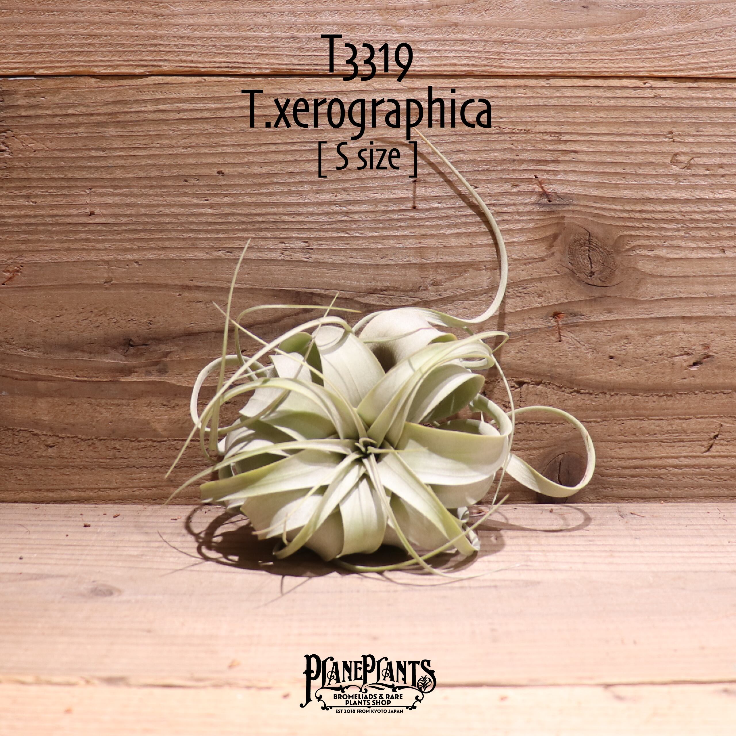 【送料無料】キセログラフィカ S〔エアプランツ〕現品発送T3319