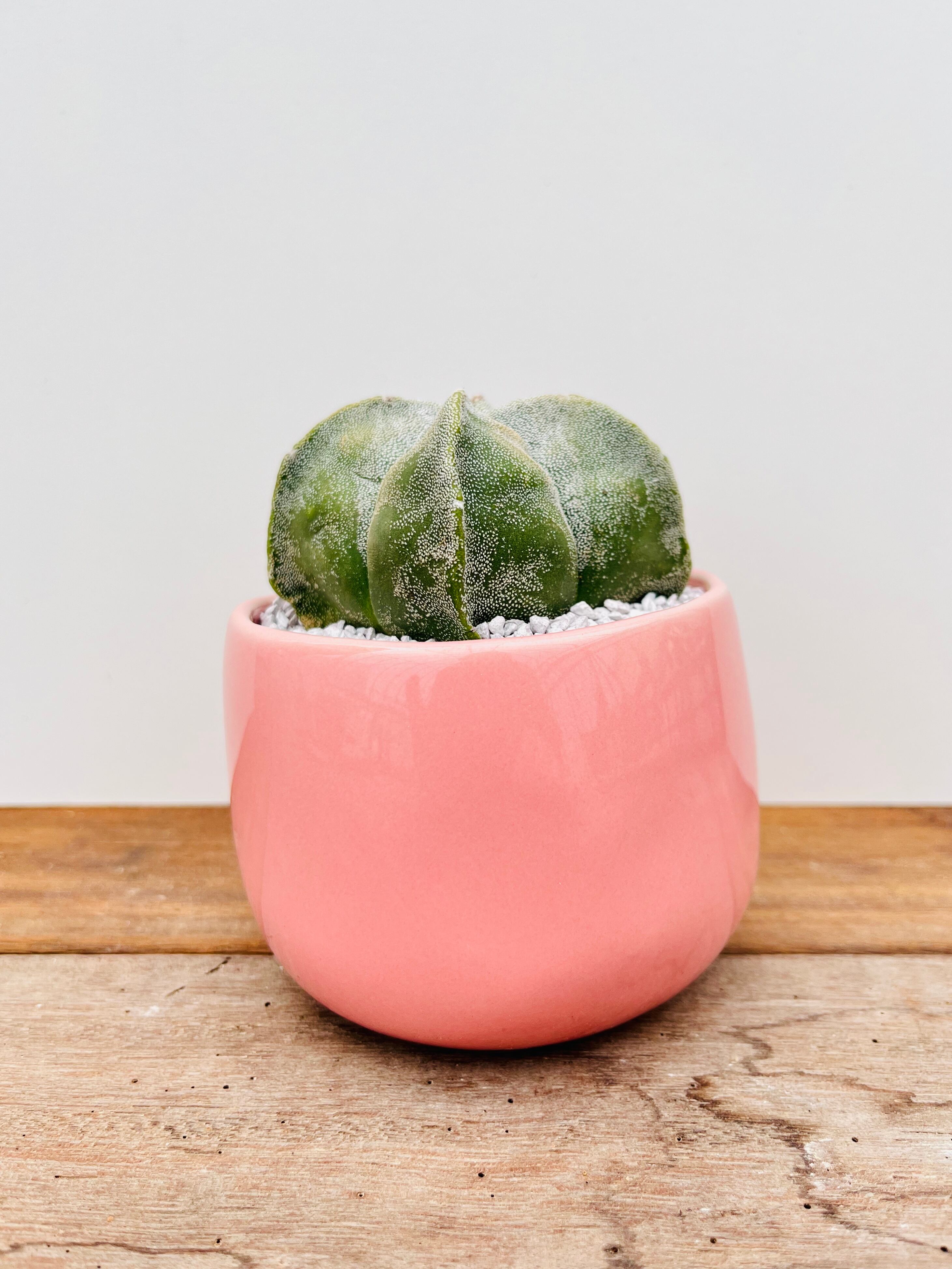 Astrophytum Myriostigma アストロフィツム ストロンギロゴナム ランポー玉 サボテン Plants Maru ー 多肉植物 サボテン 園芸グッズのお店 ー