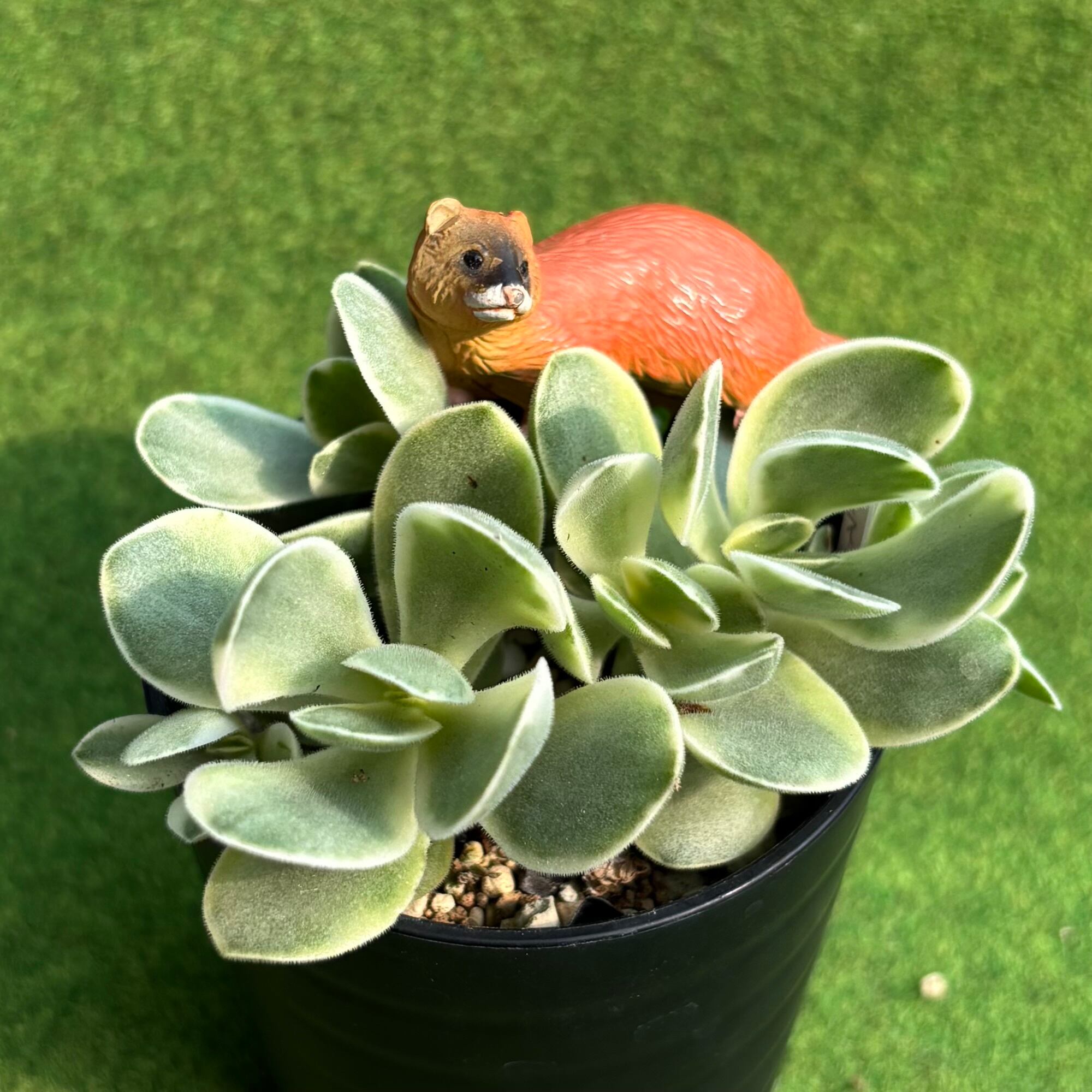 プ*す様 A-QS1012-2　小人祭り錦　抜き苗　40株　多肉植物 エケベリア プ*す様 A-QS1012-2 小人祭り錦 抜き苗 40株 多肉植物