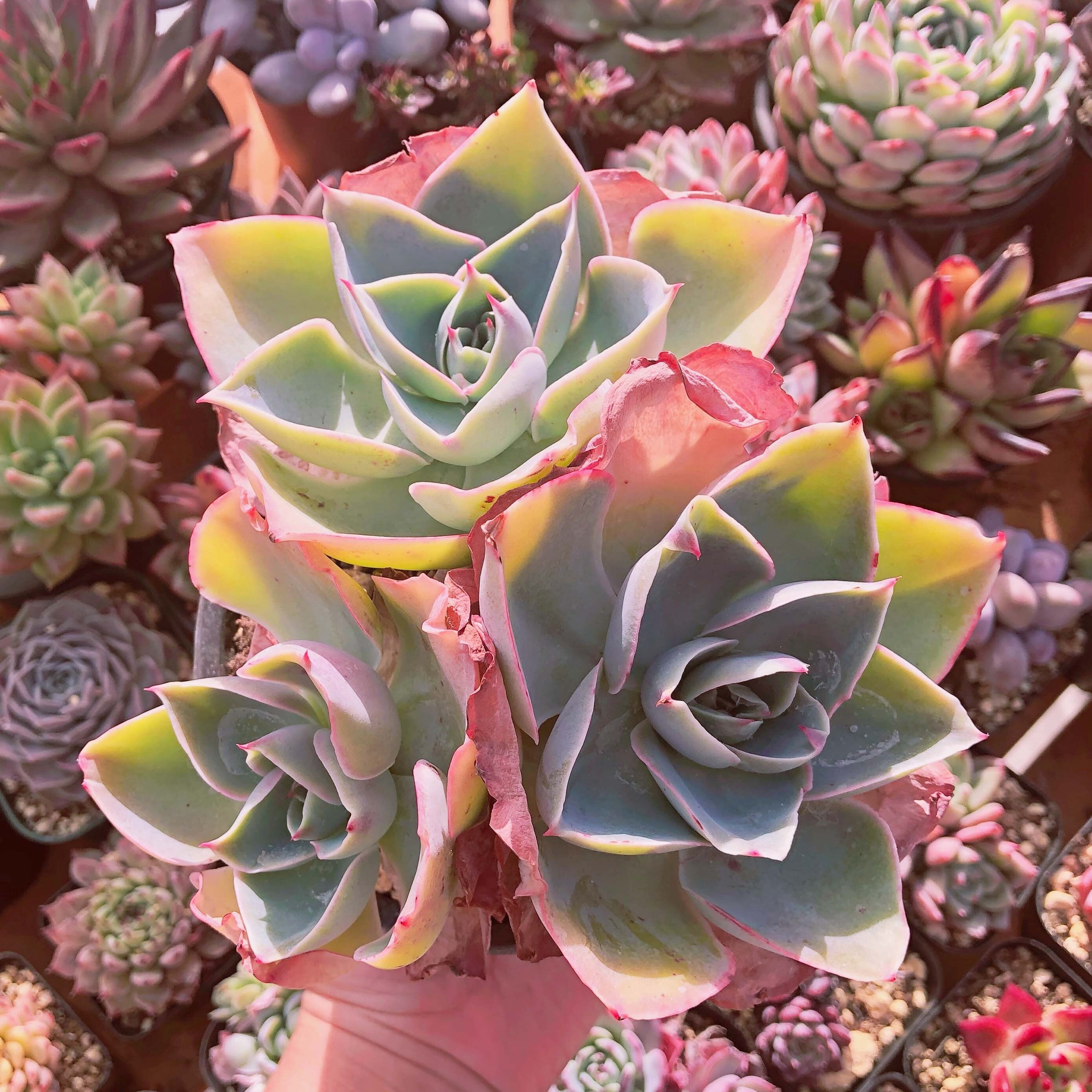 多肉植物　ダヴィンチコード 　大群生　3~5頭