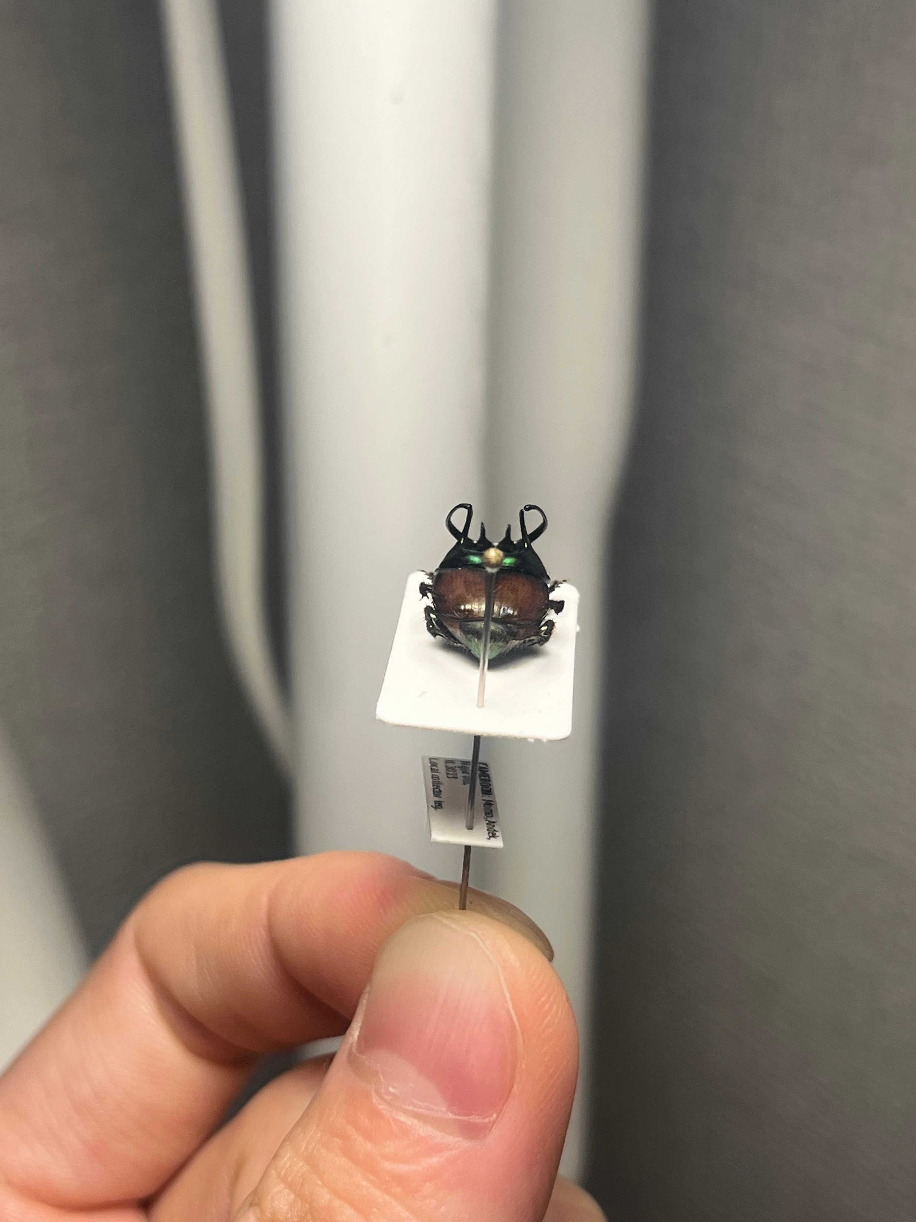 14mm♂】緑シカツノエンマコガネ フンチュウ糞虫昆虫標本甲虫