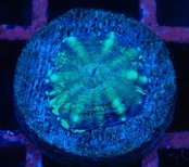 【現地買付】ScolymiaBaby"Blue"  4