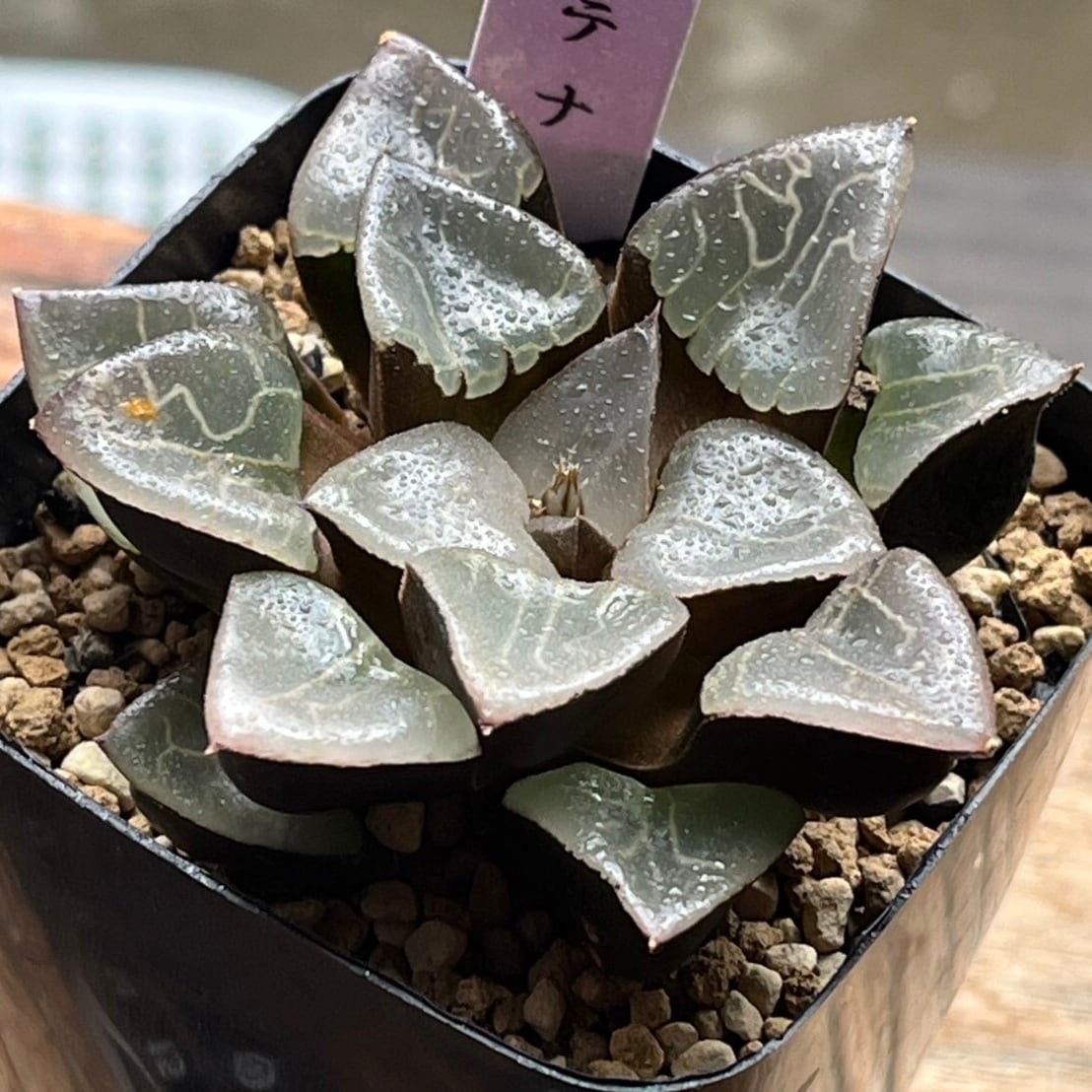 ハオルチア 月光女神(微発根）⑦ | mocono_plants