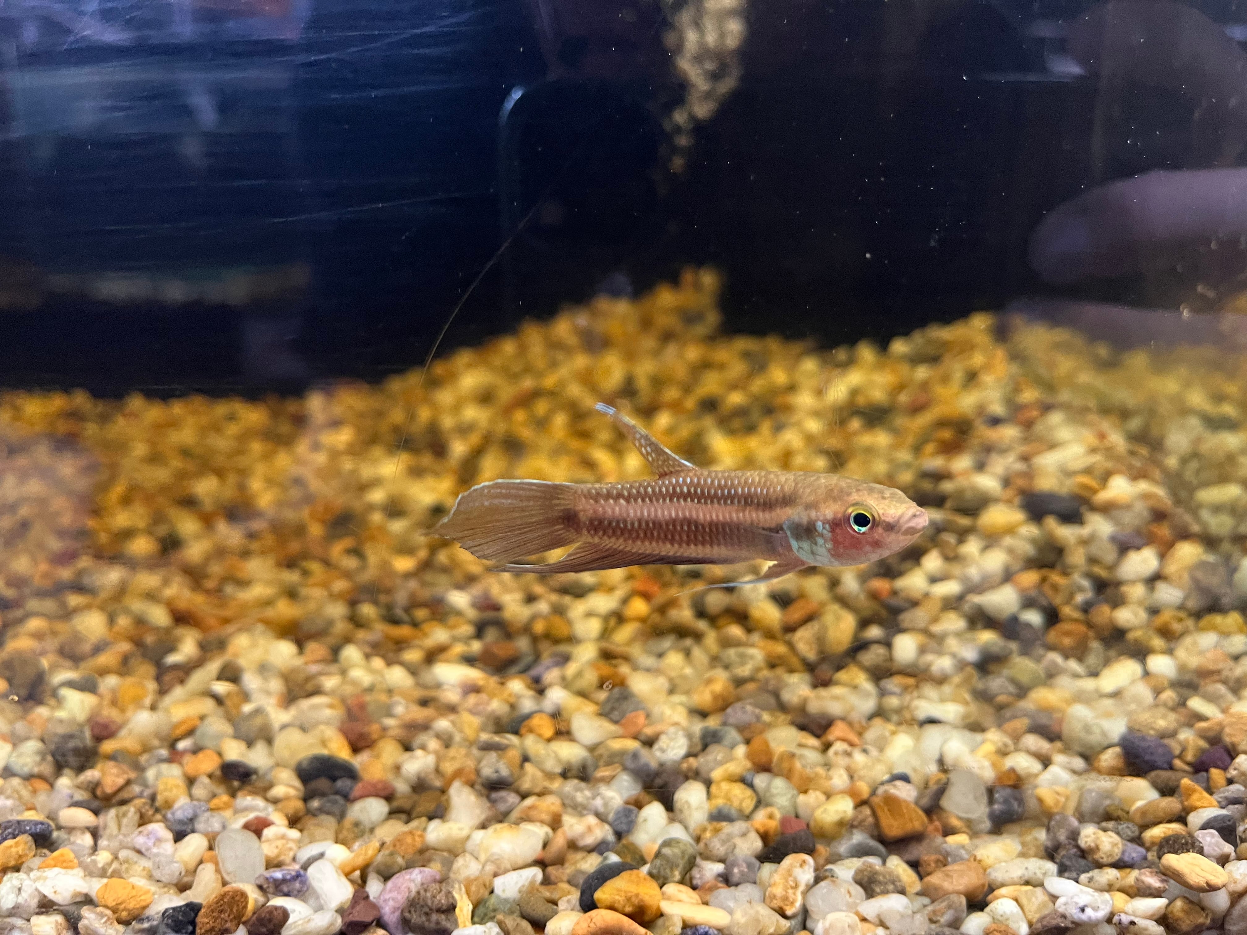 ペア】インドネシア直輸入便WILDベタフスカ5-7cm | アクアショップ