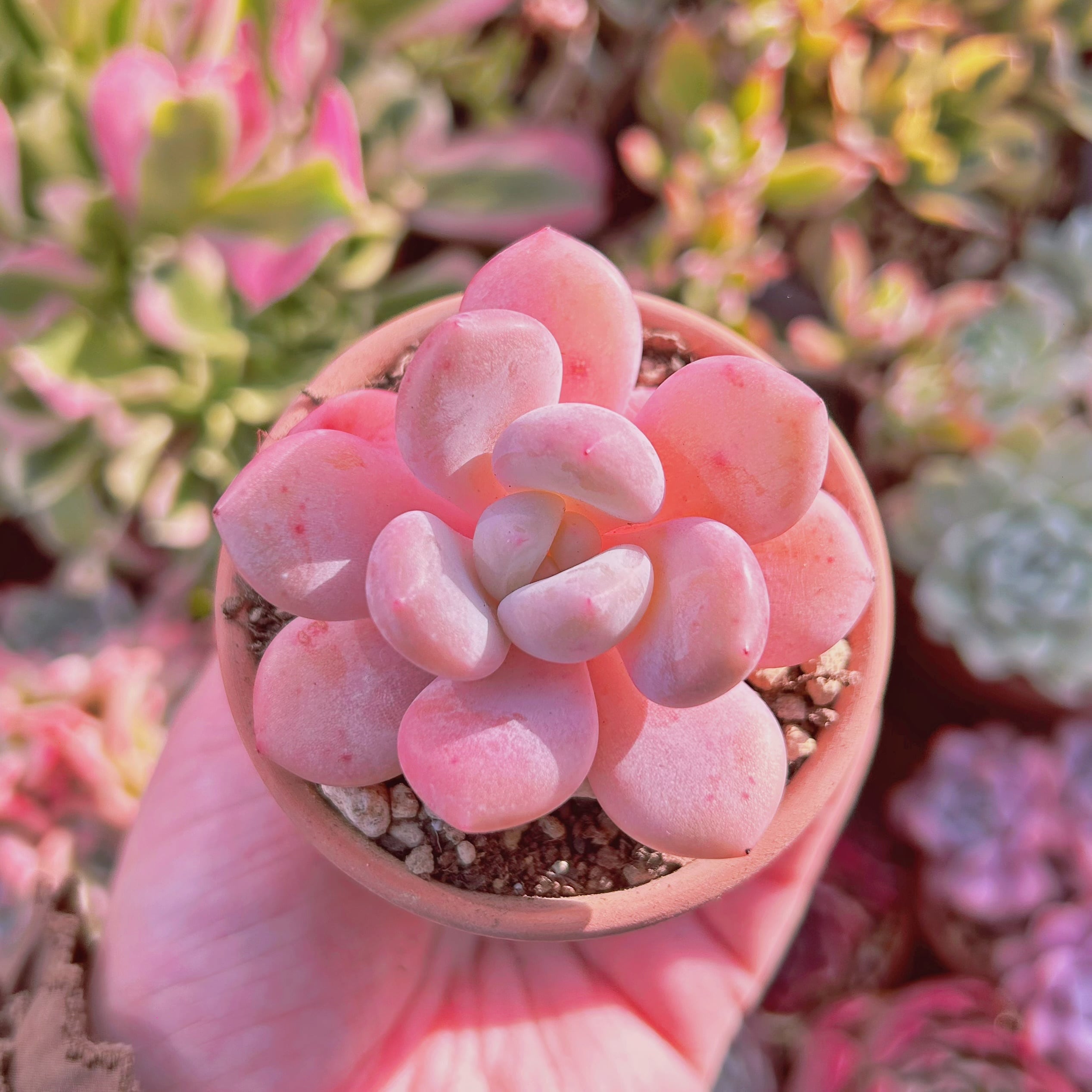 超美苗　多肉植物　新品種　アメジスチヌムxモンロー