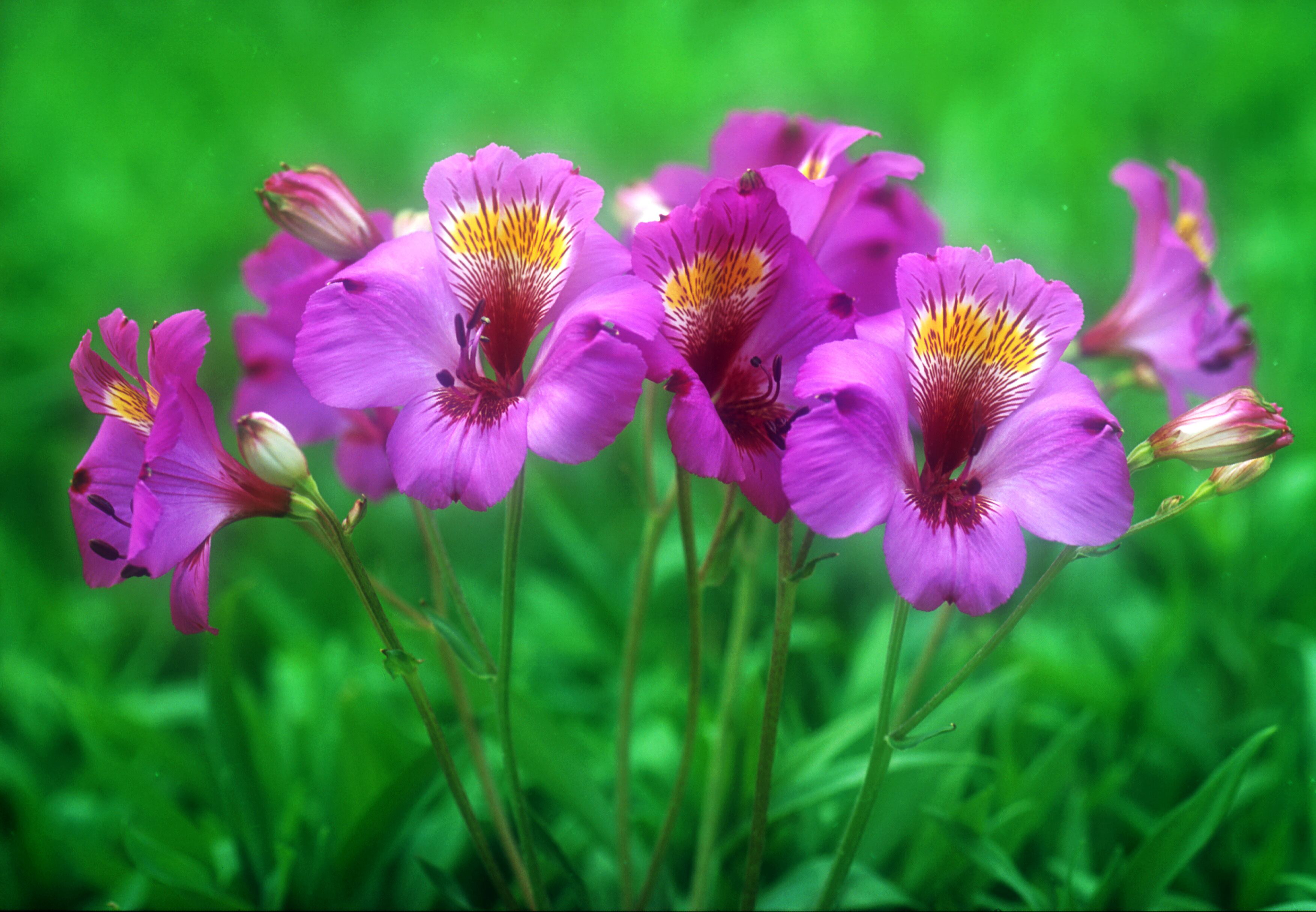 三宅花卉園オンラインショップ