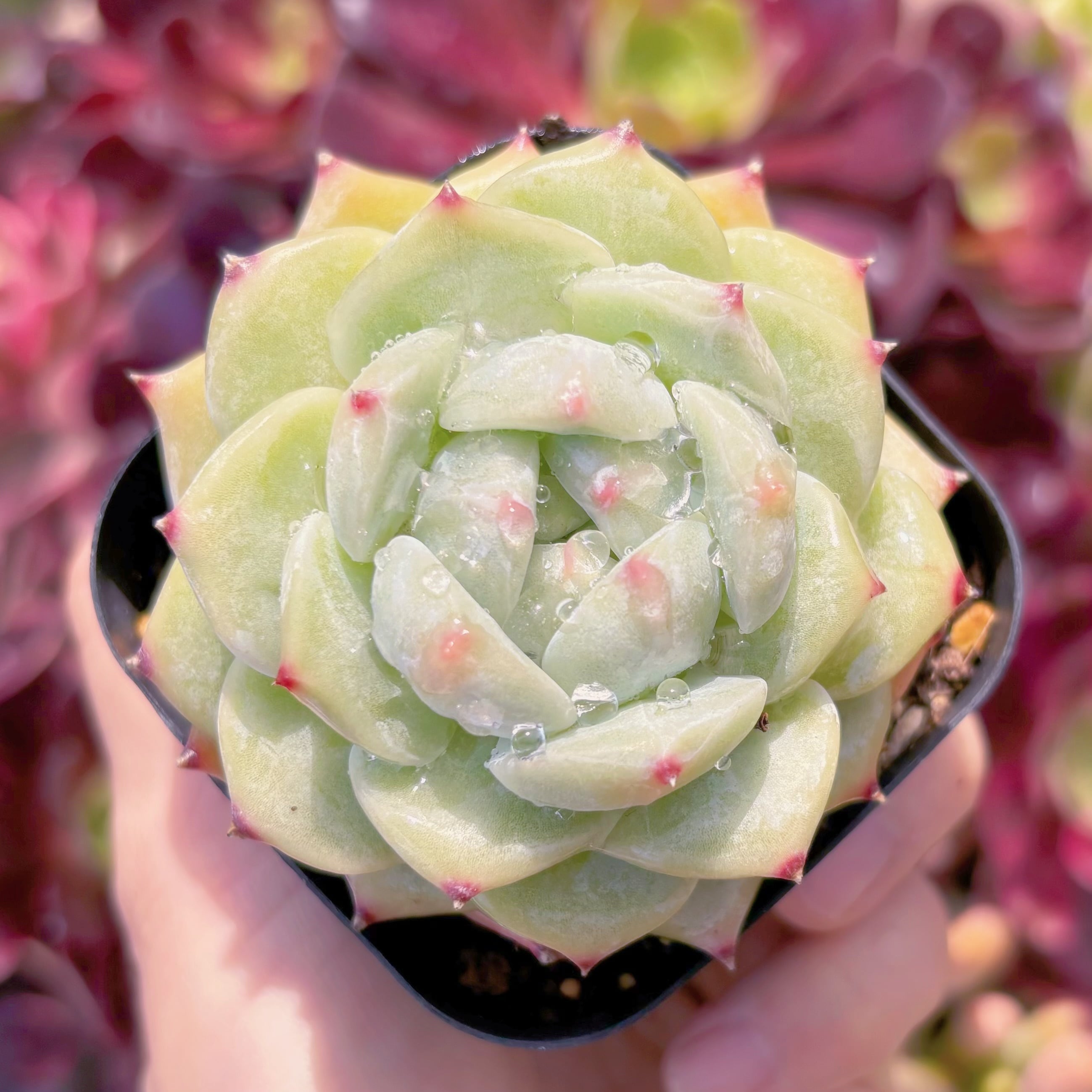 現品　多肉植物　ホワイトラタム#B53   るる農園