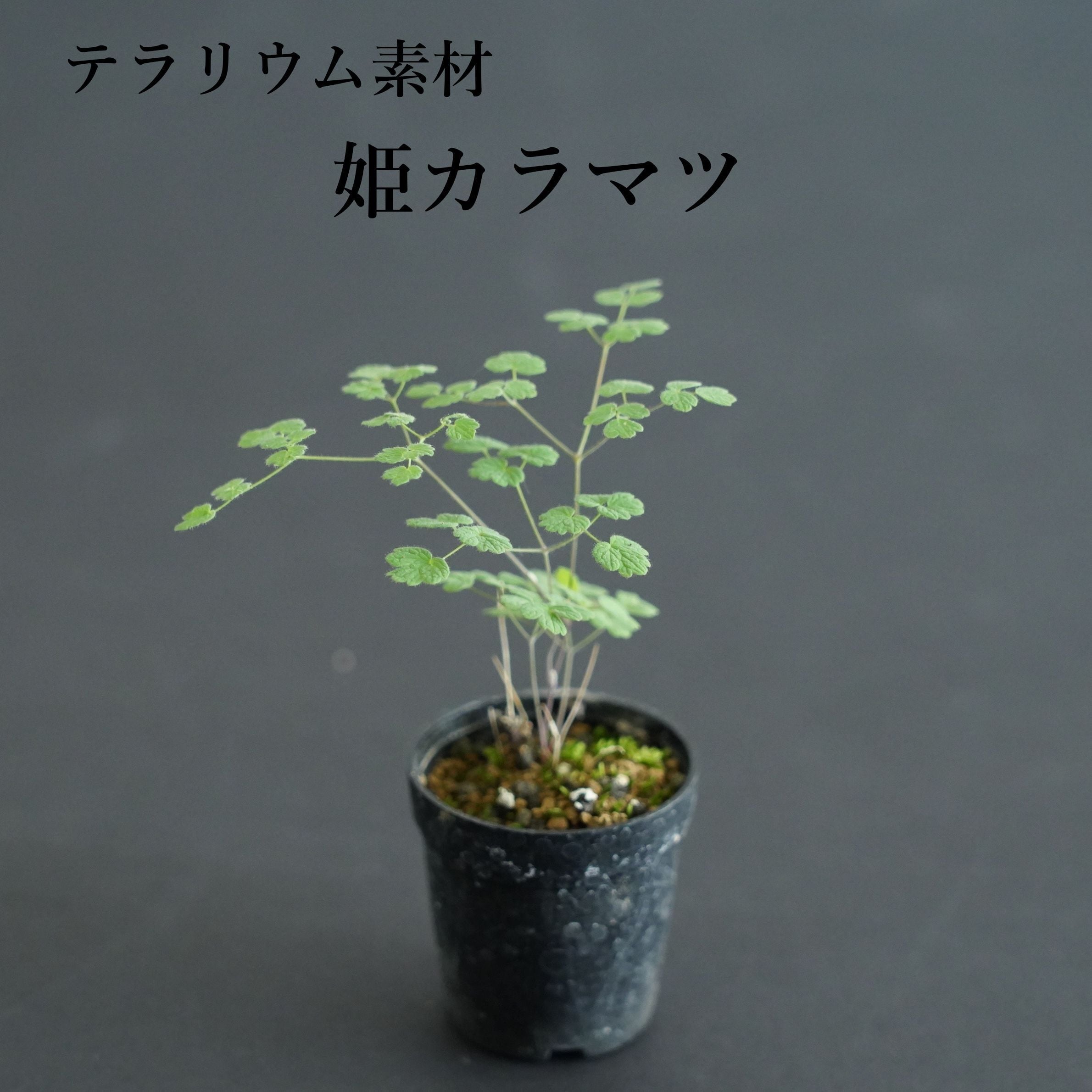 山野草 | 苔テラリウム専門ショップ道草