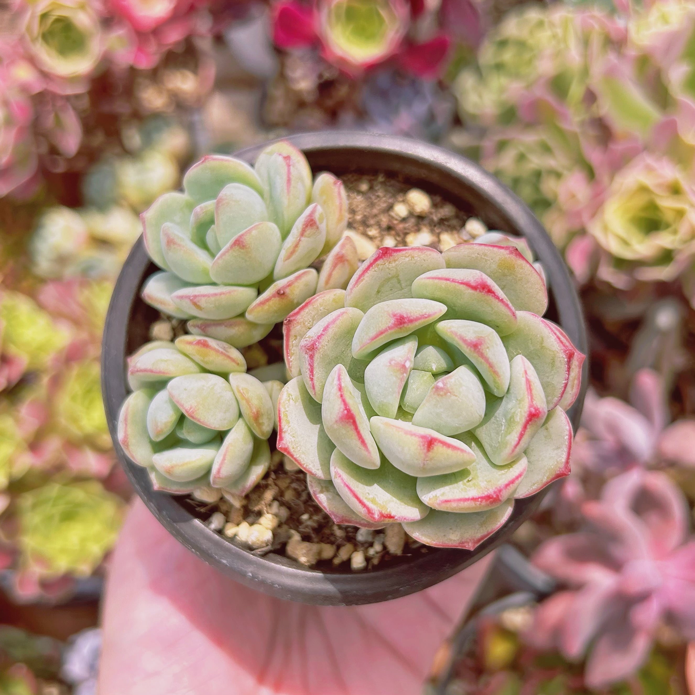 #3009現物　多肉植物　バニラビス　抜き苗