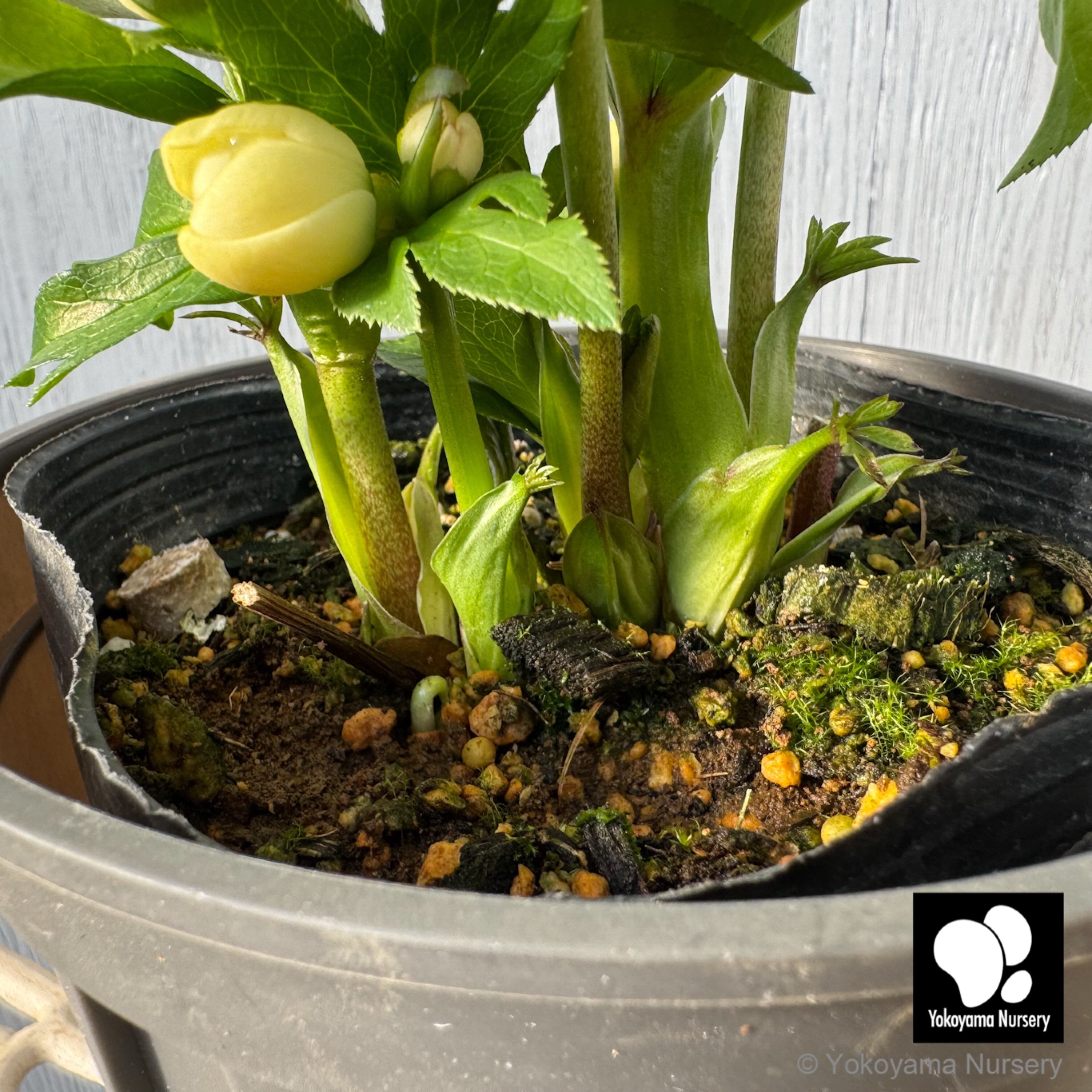 抽選販売】［18］ クリスマスローズ ベビードール イエロー 4.5号