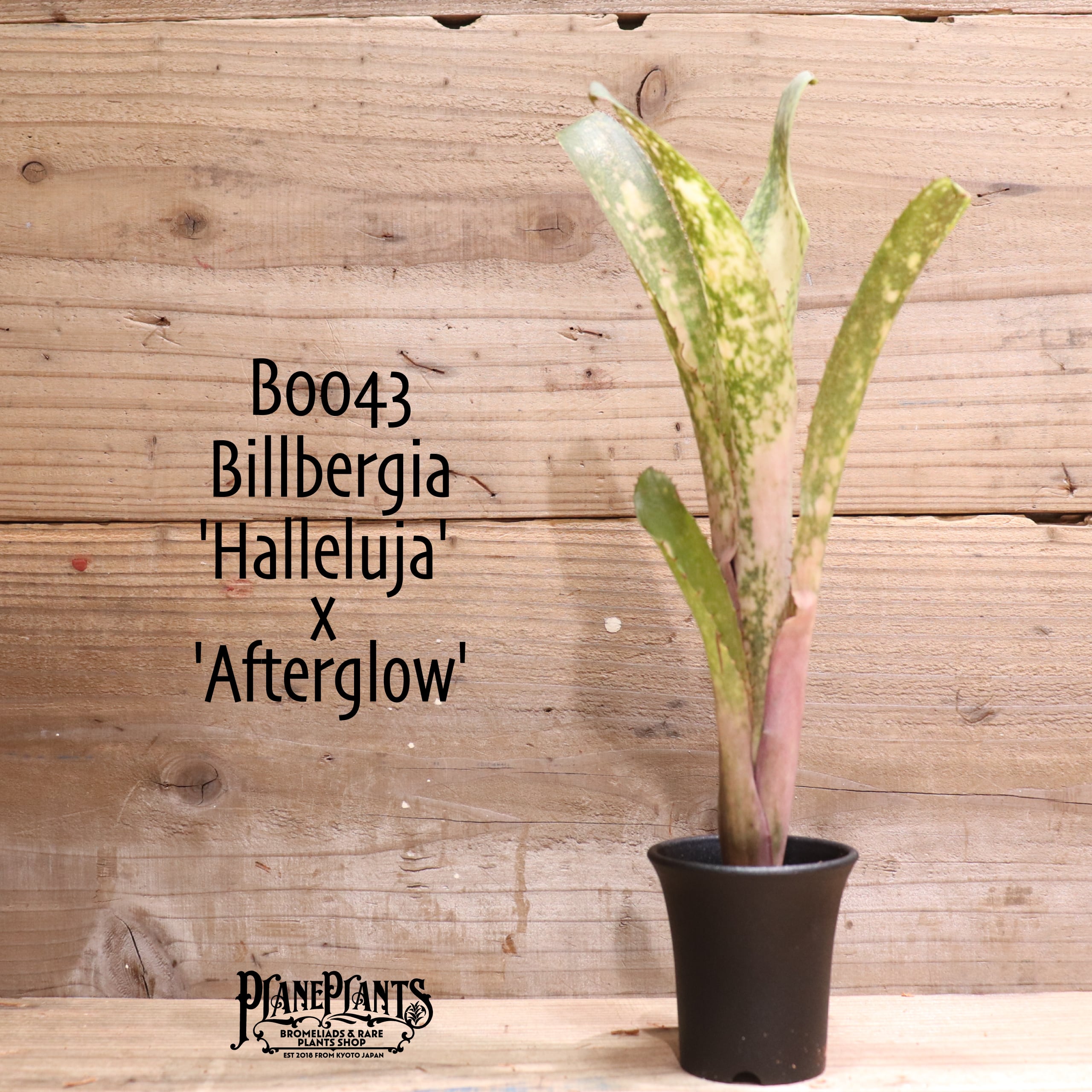 Billbergia After glow Billbergia Domingos Martins x Afterglow