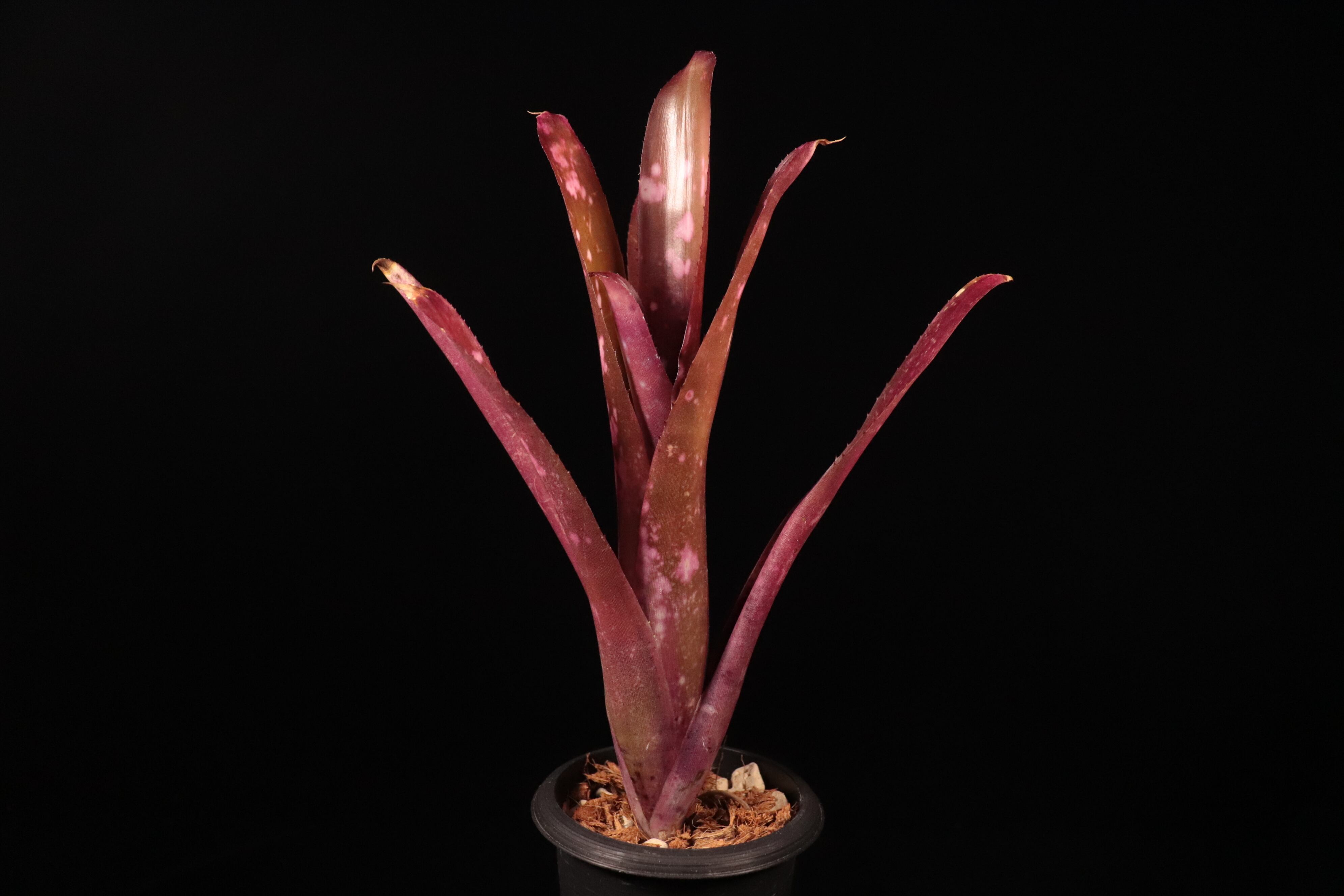 Billbergia 'Hallelujah'〔ビルベルギア〕B12-1 | plane plants