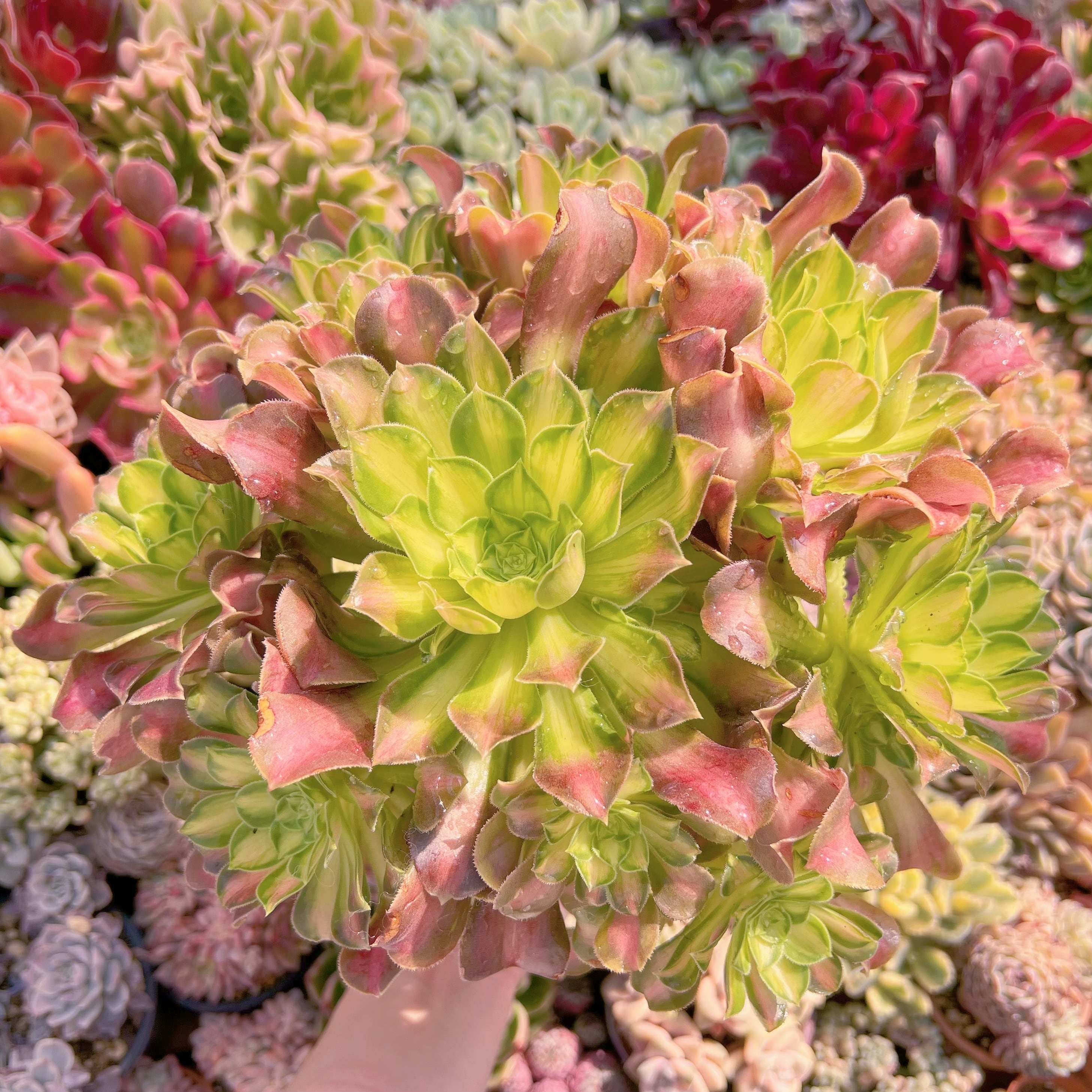 現品　パラダイス錦#A16　特大群生　るる農園