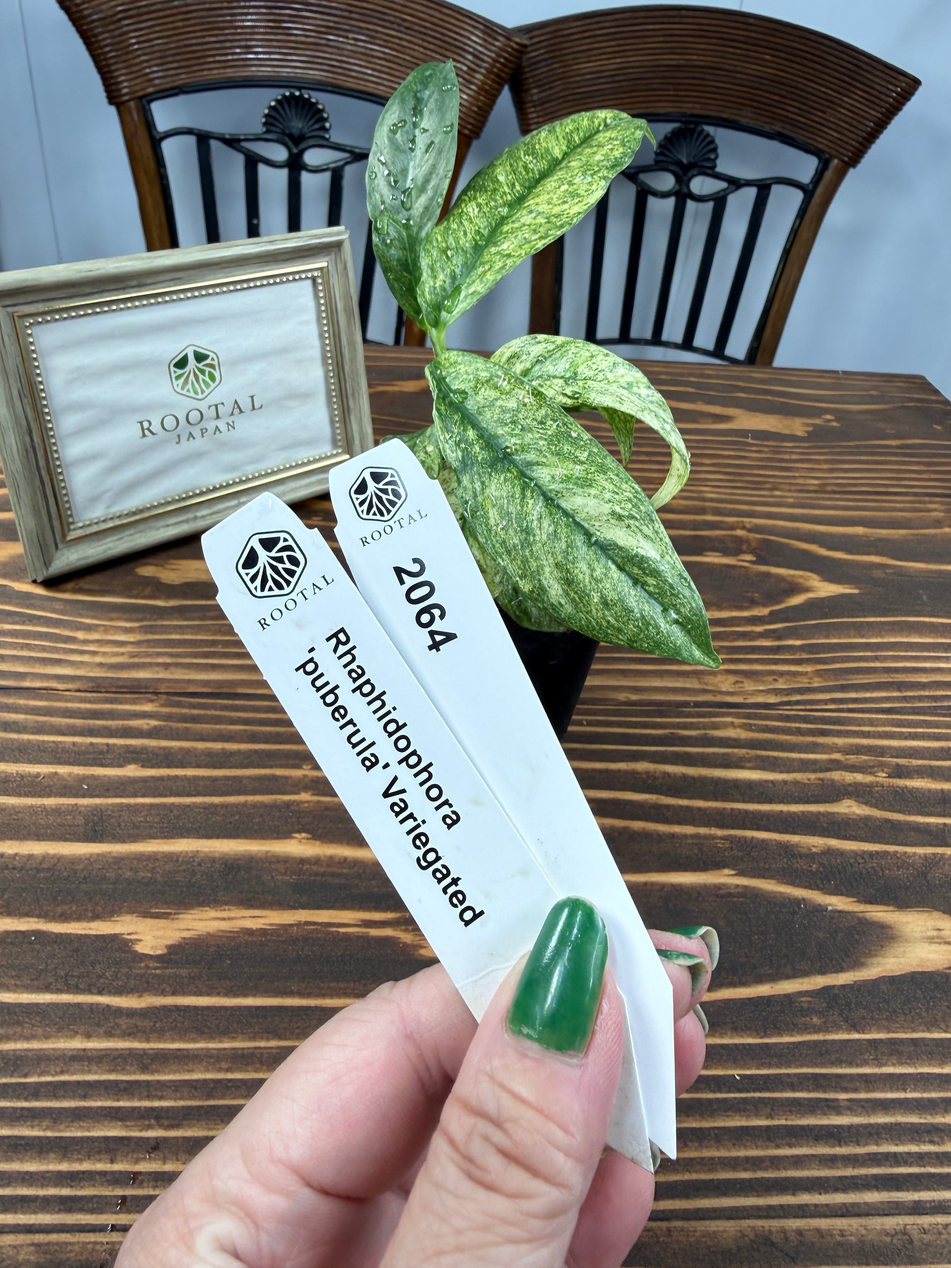 ★2064 【柔らかなマーブル斑】ラフィドフォラ・プベルラ バリエガータ (2.5号ポット)