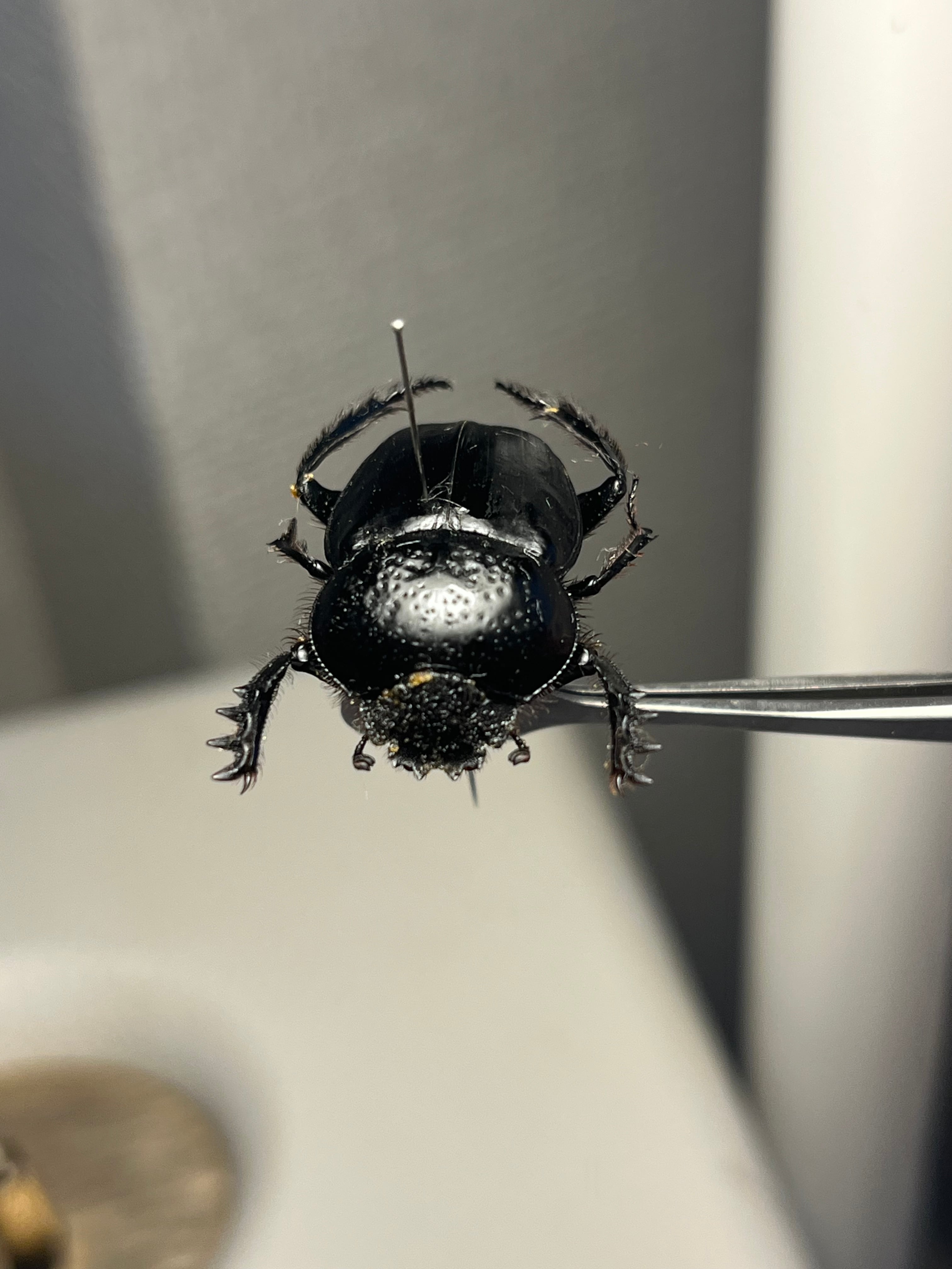 ファーブル昆虫記に登場するスカラベ 標本Scarabaeus Semipunctatus