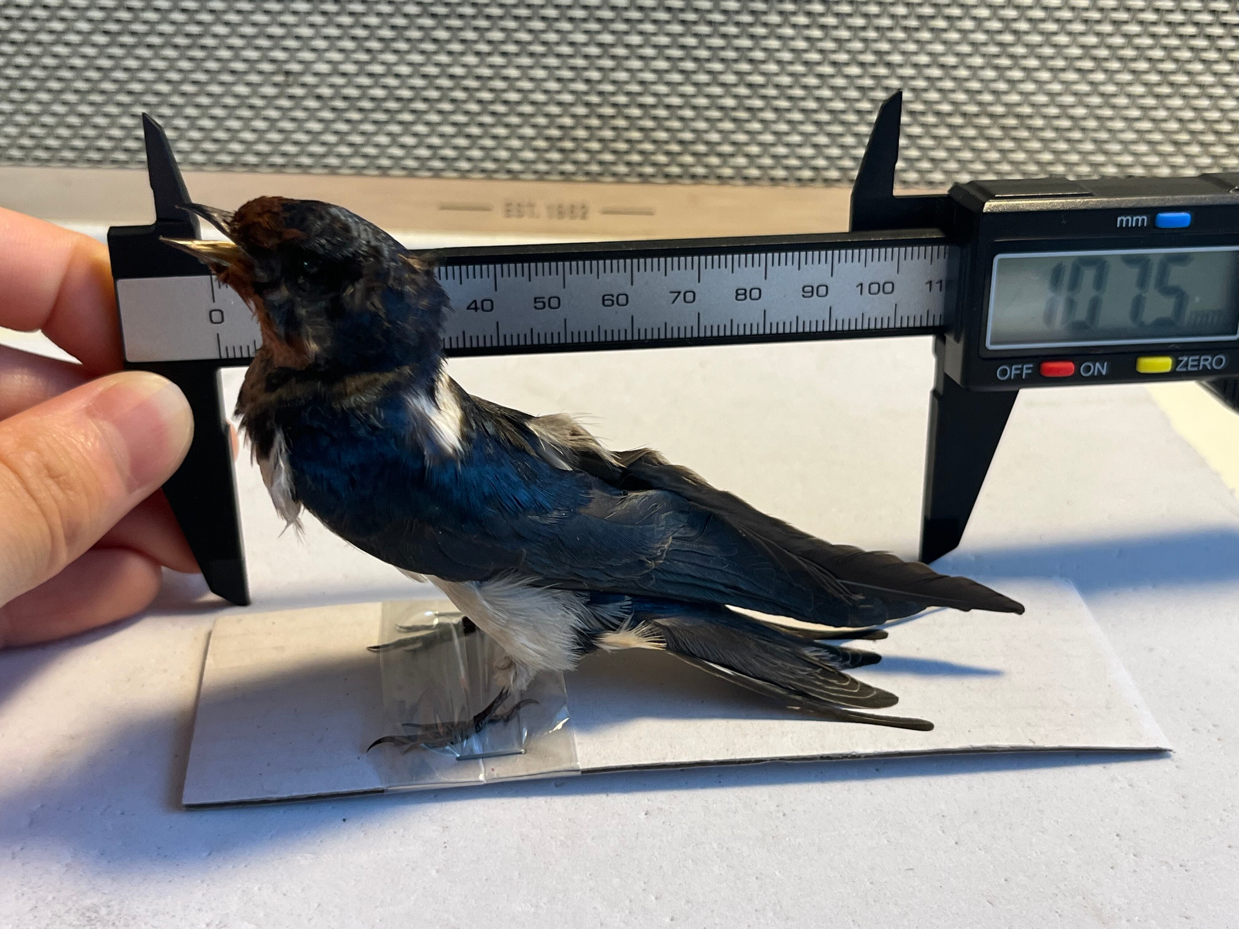 鳥剥製】ツバメ 標本 置物 インテリア スズメ 木彫り バードカービング
