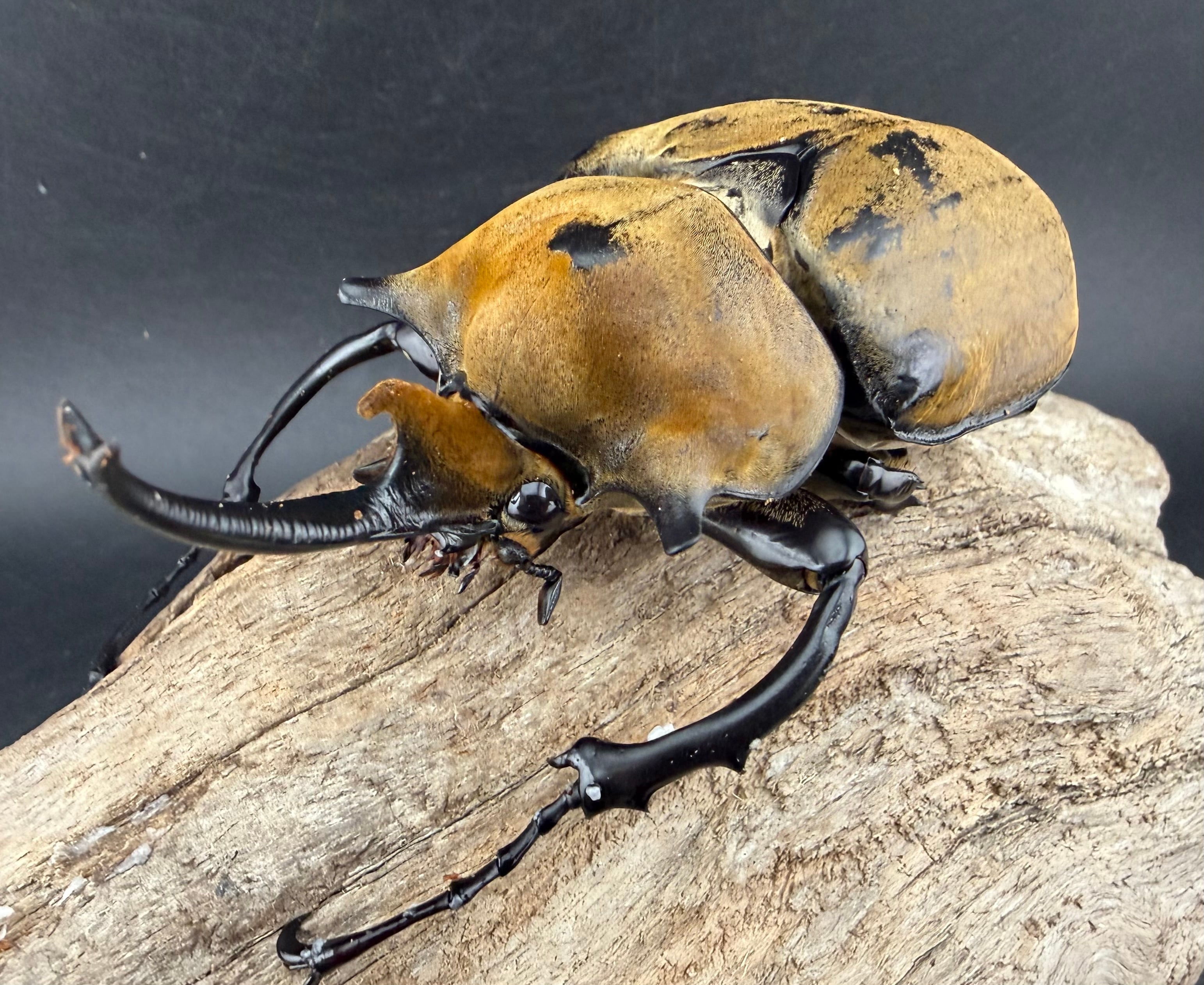 WD】《ヘラクレス・リッキー コロンビア産 65mm ♀単》 | KPW公式