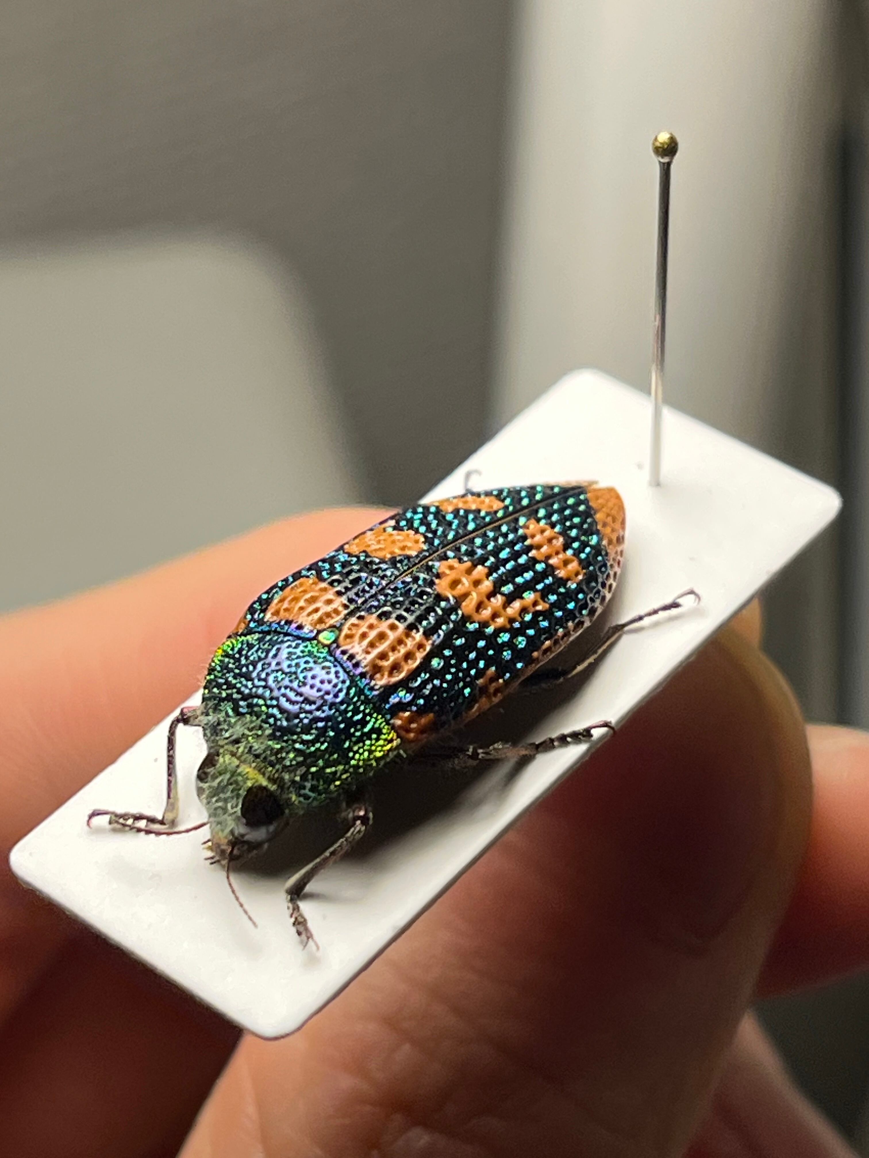 25mm】アカモンアラメムカシタマムシ ロエイ アラモンアラメムカシ