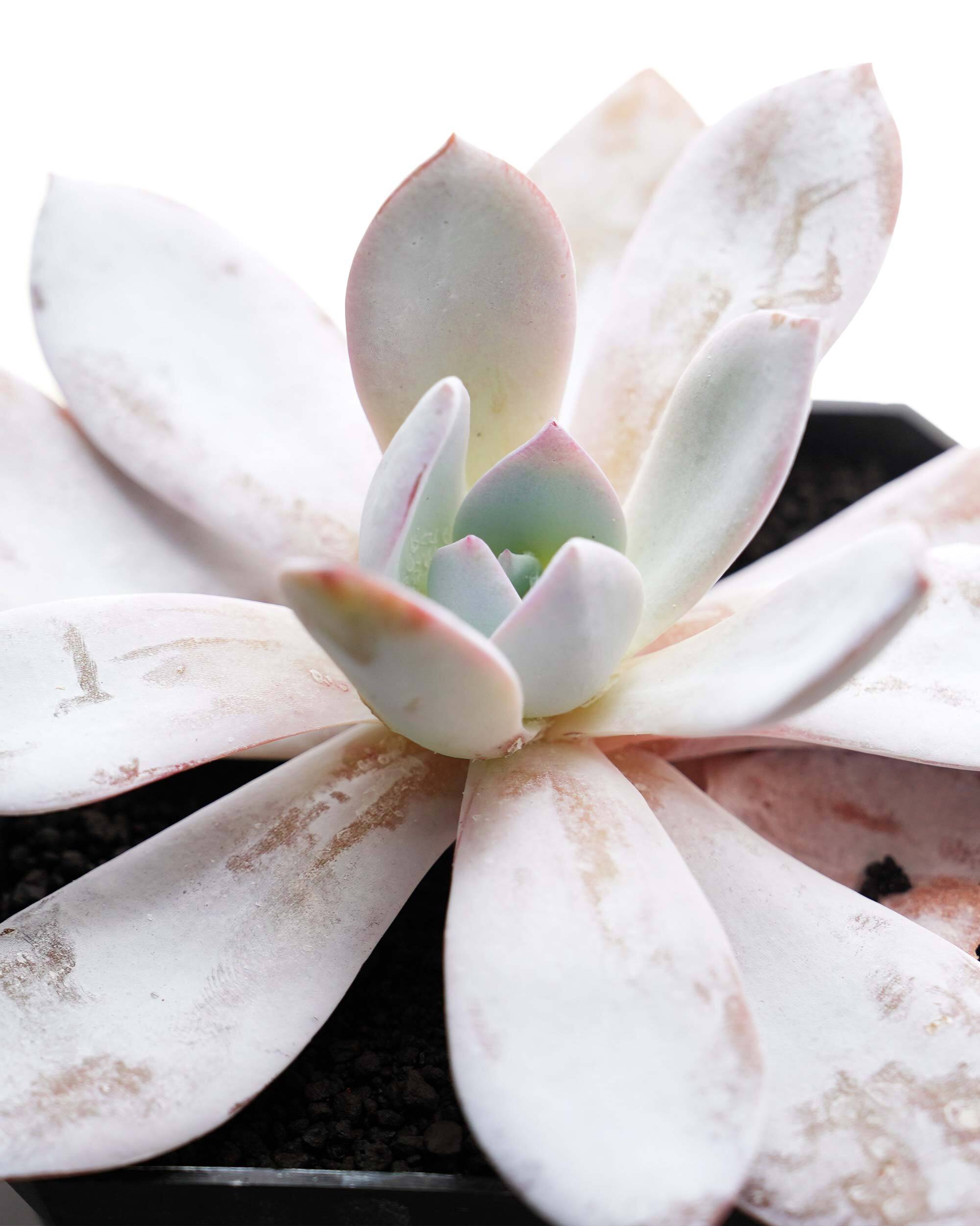 Top【選抜株】多肉植物　22073 クラウド・ロータス12個　鉢無し/脱土 抜き苗 ホワイトロータス Echeveria 'White Lotus' | PUKUBOOK SUCCULENTS