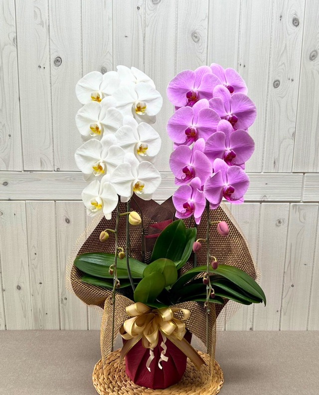 2本立（24輪～26輪程度）　紅白　　　【めでたさを象徴する縁起の良い組み合わせ】  上品さと華やかさを両立した、飾りやすい一鉢に仕上げました。 紅白の彩りが調和し、お祝いの場にぴったりの華やかさを演出します。 開店祝いや長寿祝いなど、晴れやかなシーンに最適です。