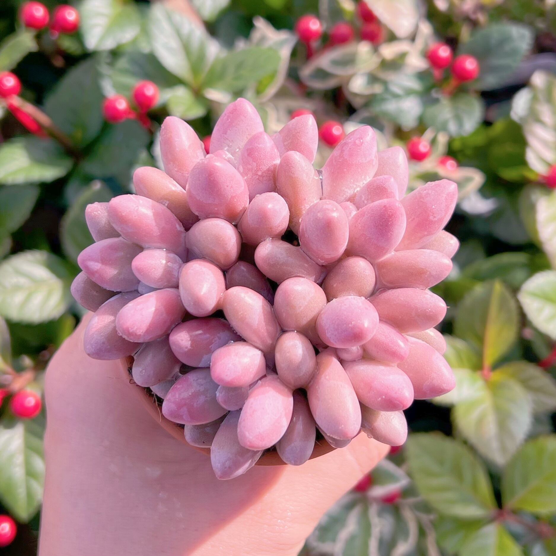 多肉植物 ビューティーフィンガー 群生 新入荷 るる農園 | PAY ID