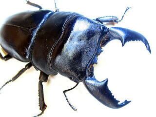 スマトラヒラタ 89