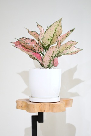 【M】アグラオネマ カンクンピンク/Aglaonema