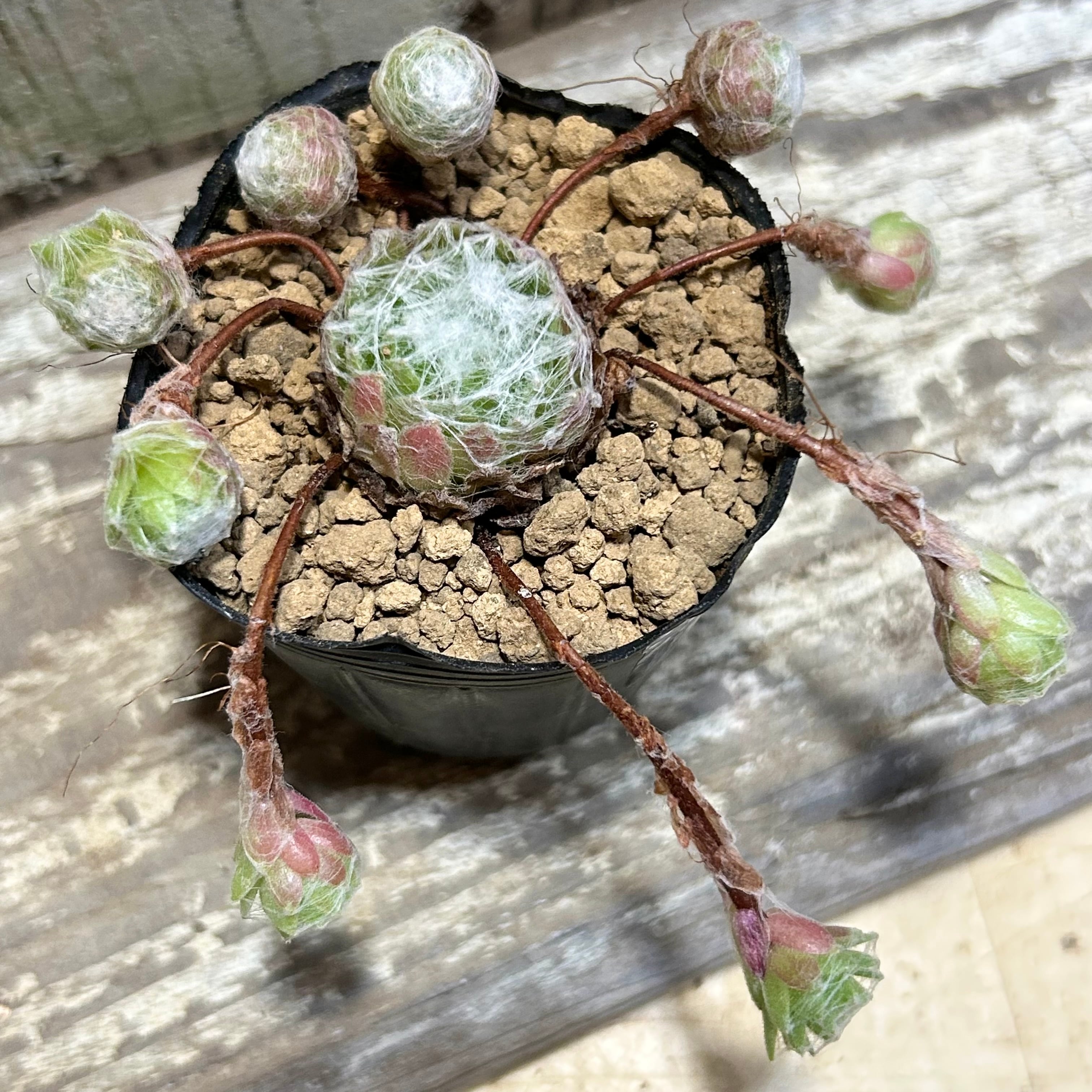 マキギヌ(巻絹) センペル | RuPo 多肉植物専門店