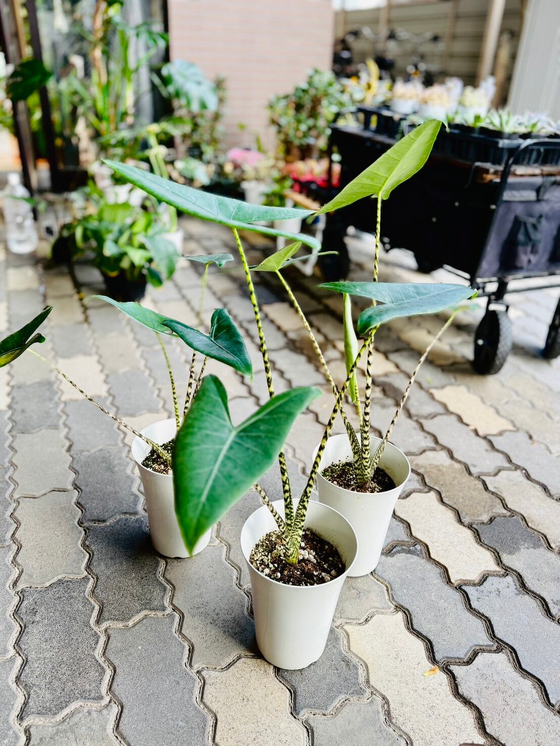 ラスト1鉢！ アロカシア・ゼブリナ 6号 | 観葉植物と雑貨のお店 VIVAGREEN