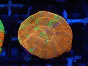 Scolymia  UltraBleedingApple Reverse