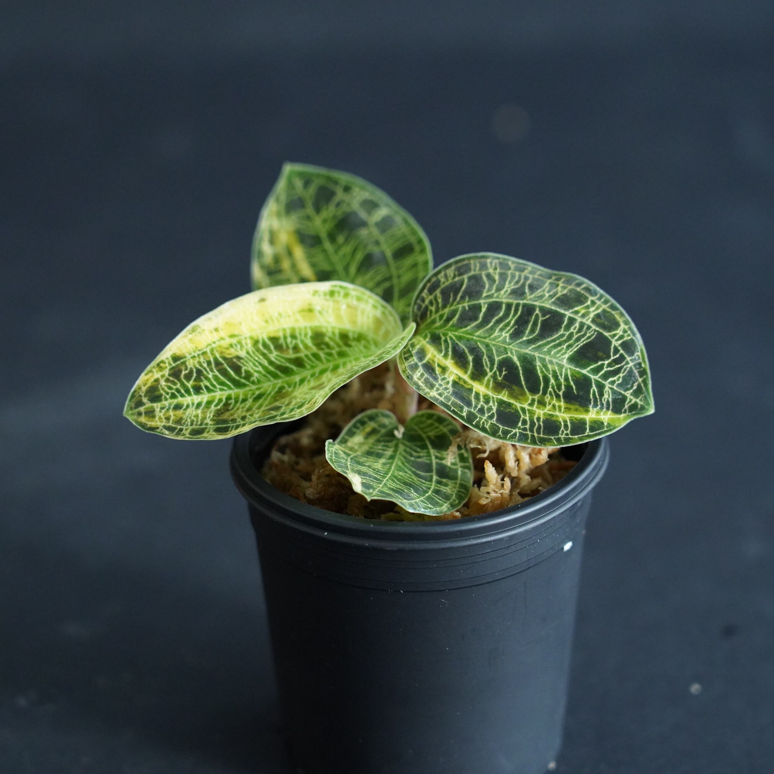 ◇現品◇マコデスペトラ斑入り【ジュエルオーキッド宝石蘭／石崎バイオ