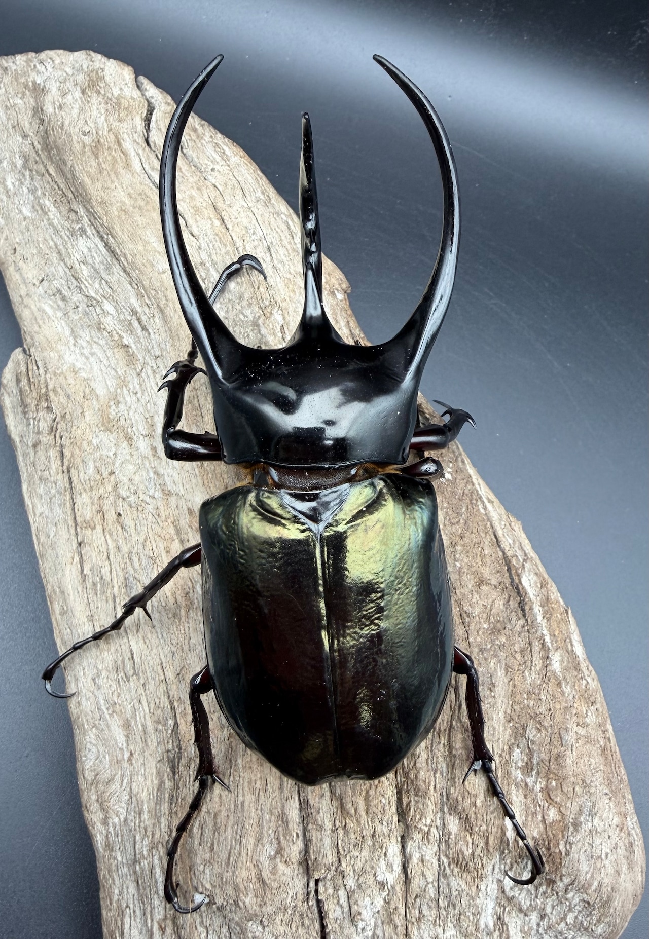 【WD】《ジャワコーカサスオオカブト 109mm ペア》