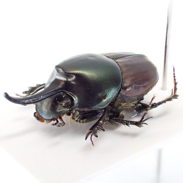ケニア産 Onthophagus nigriventris ♂♀ 14mm/11mm