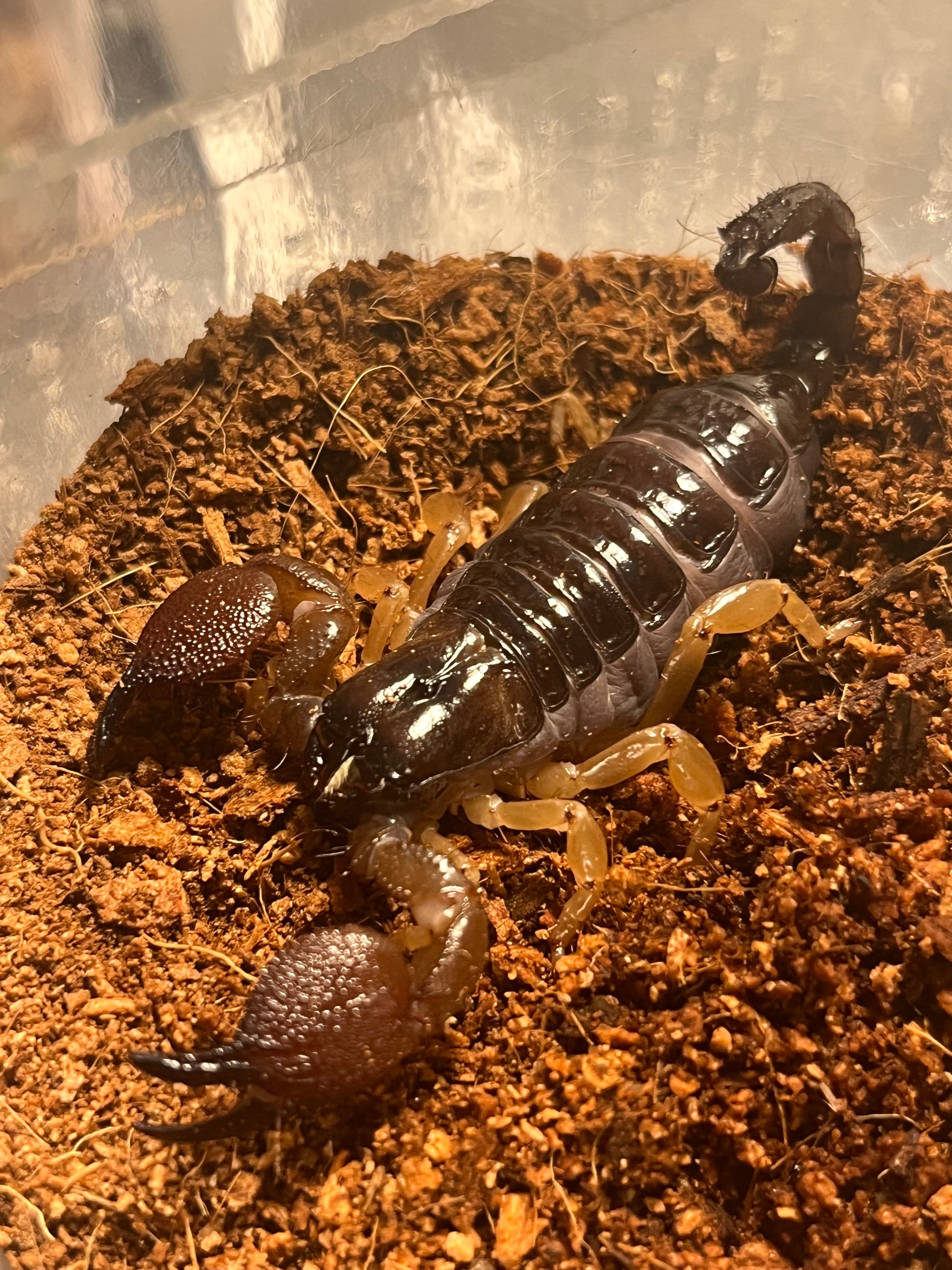 美品】昆虫標本 蠍 サソリ スコーピオン 壁掛け 縁起物 希少【タイ】