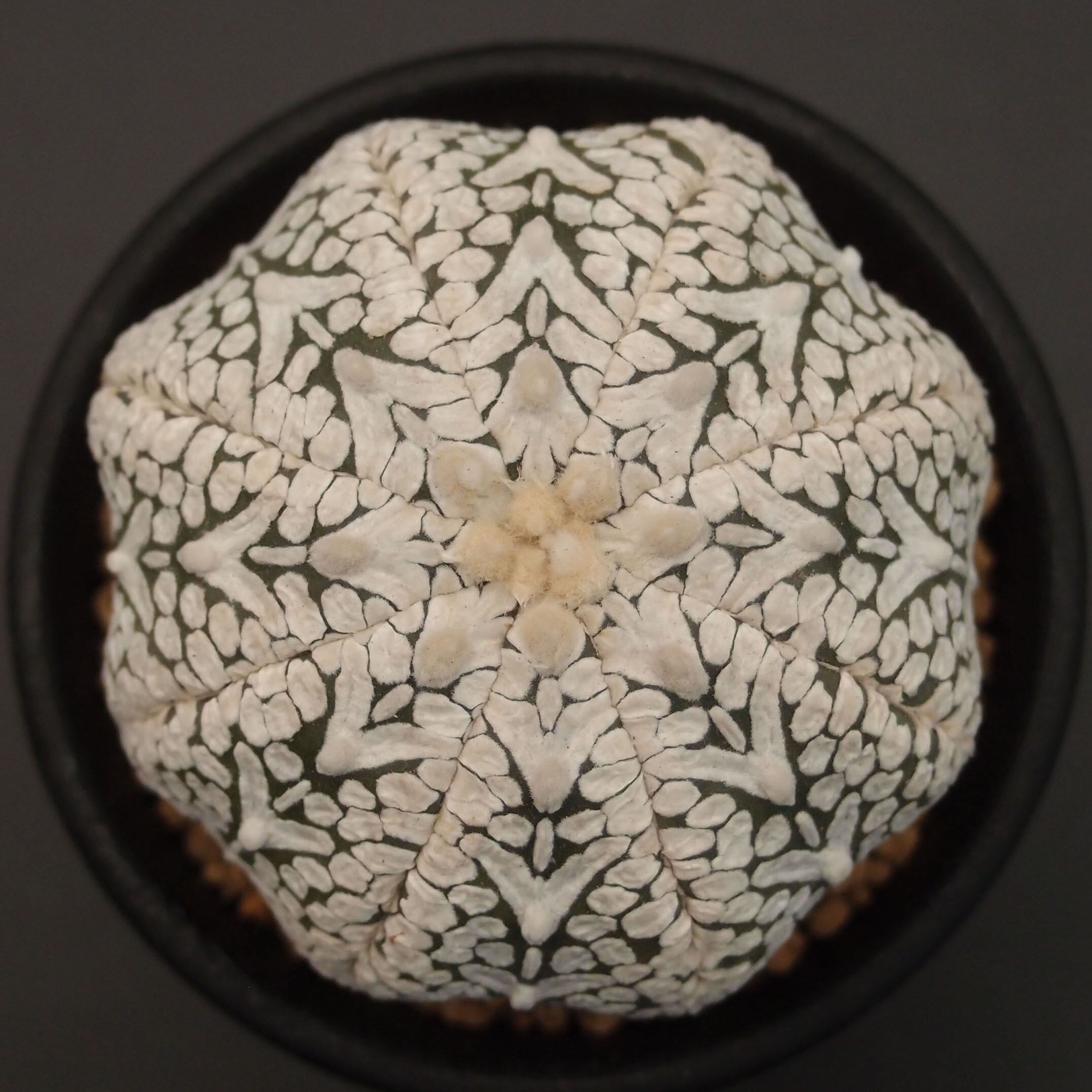 【でじゃぶぅ様-専用】Vタイプ兜,2503-V11,2408-V38 V-type兜 | 万緑 BAN RYOKU