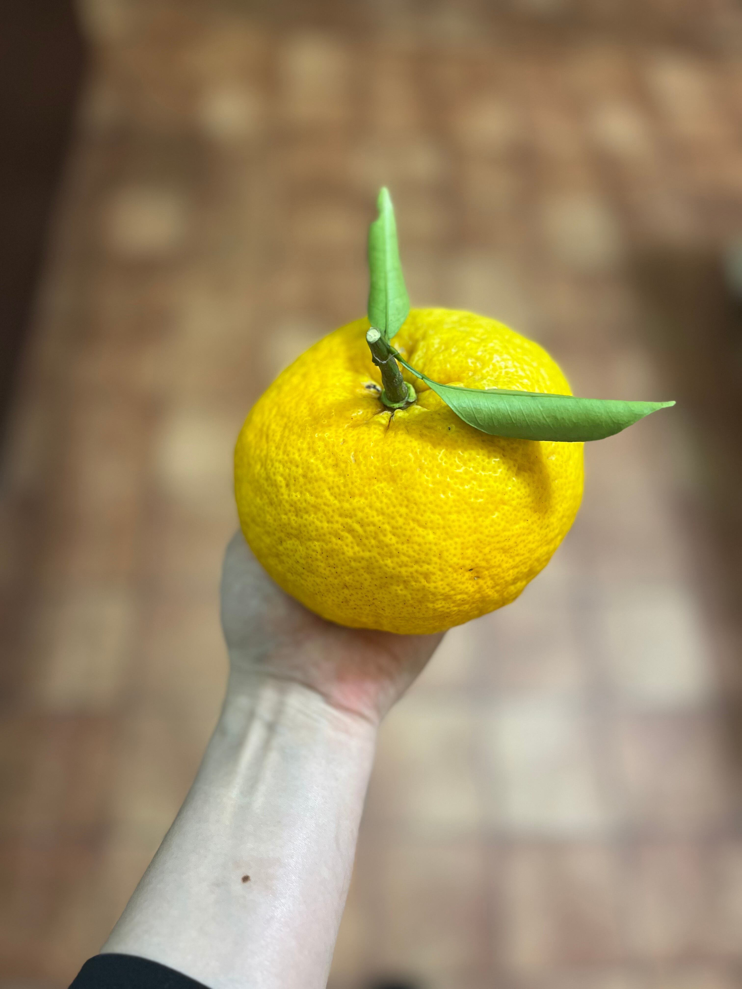 木成り完熟甘夏とカカオニブのマーマレード　自然栽培　津奈木産